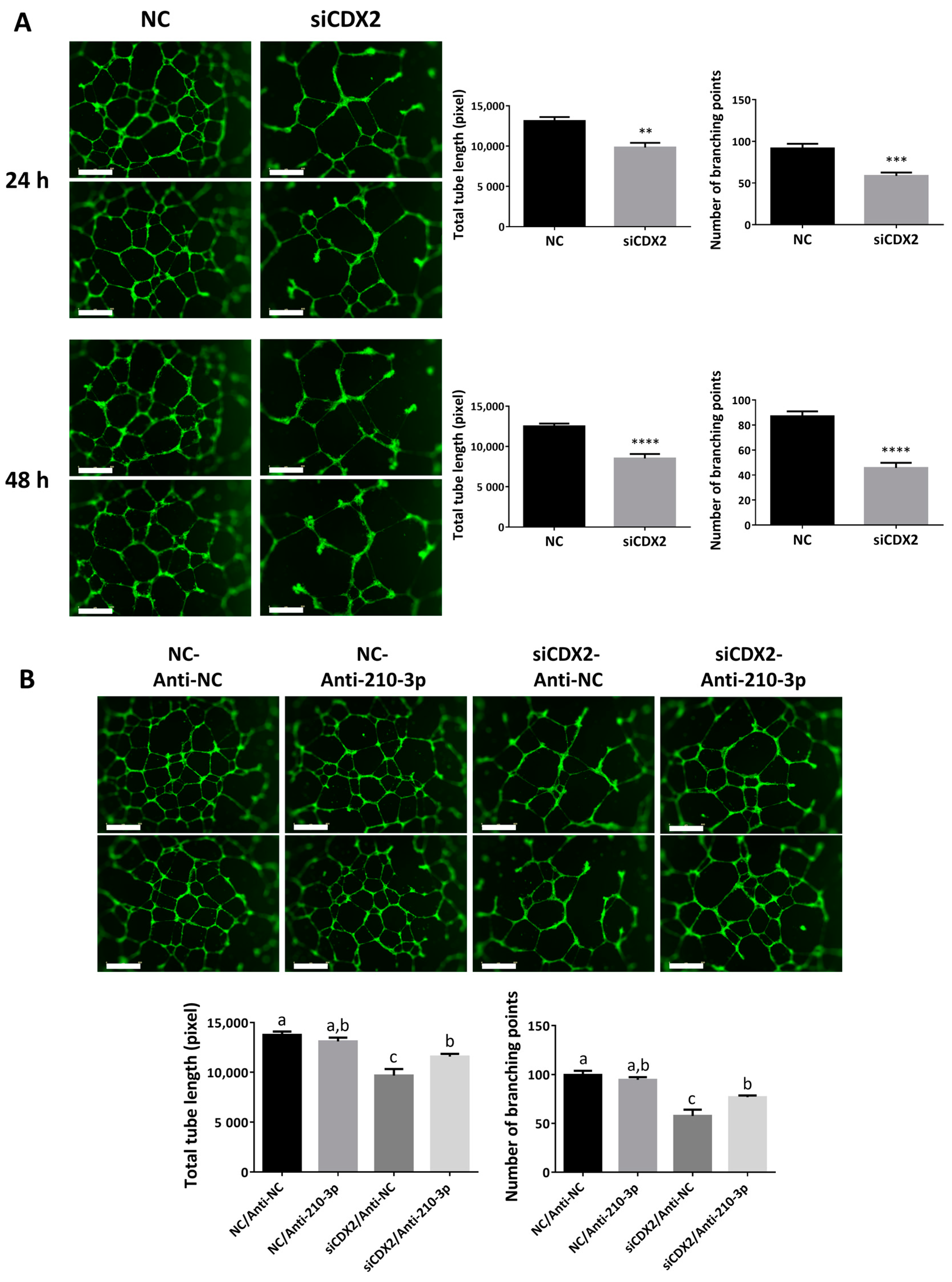 Ijms 22 03961 g008 Ijms 22 03961 g008