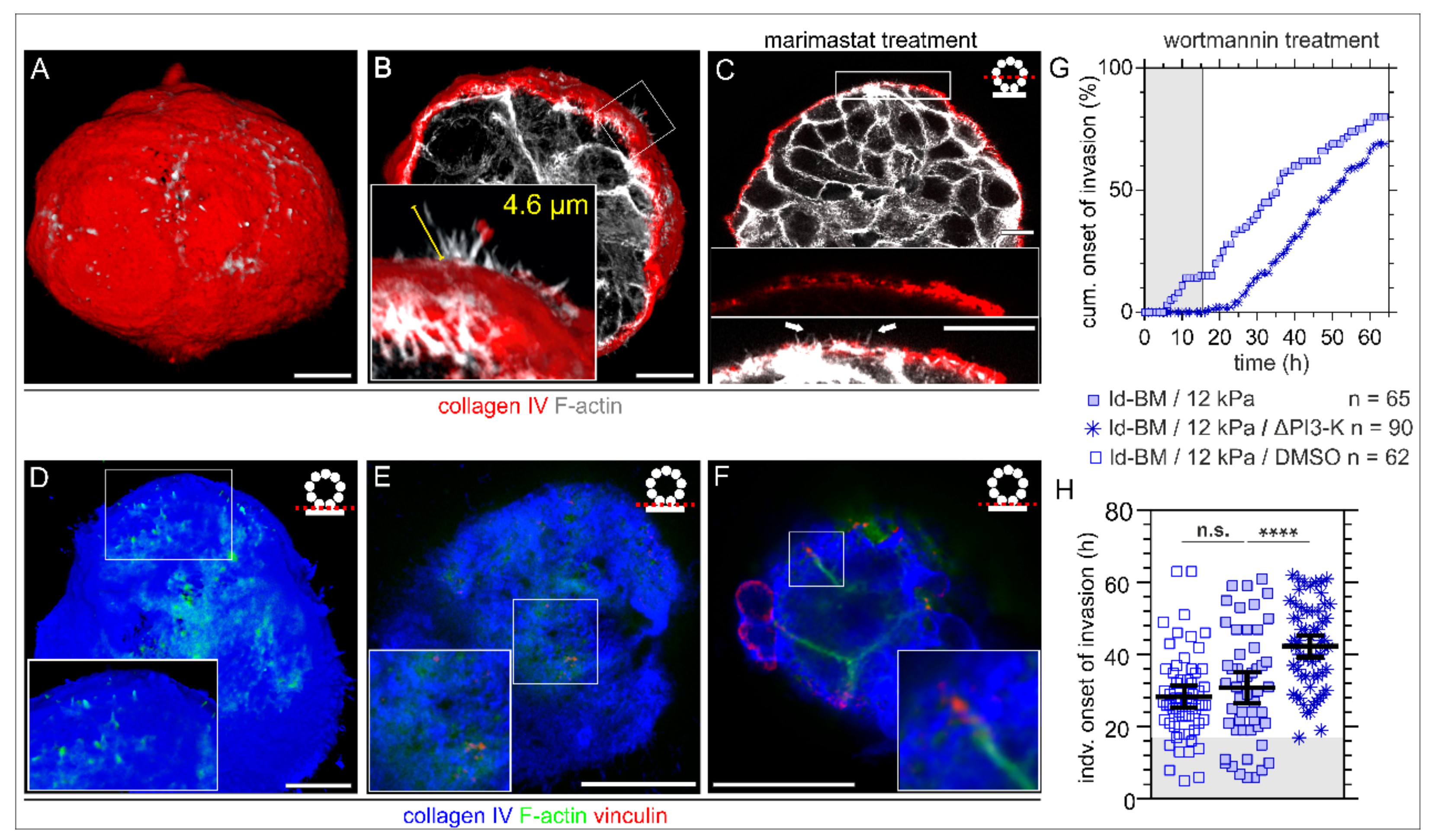 Ijms 22 03962 g003 Ijms 22 03962 g003