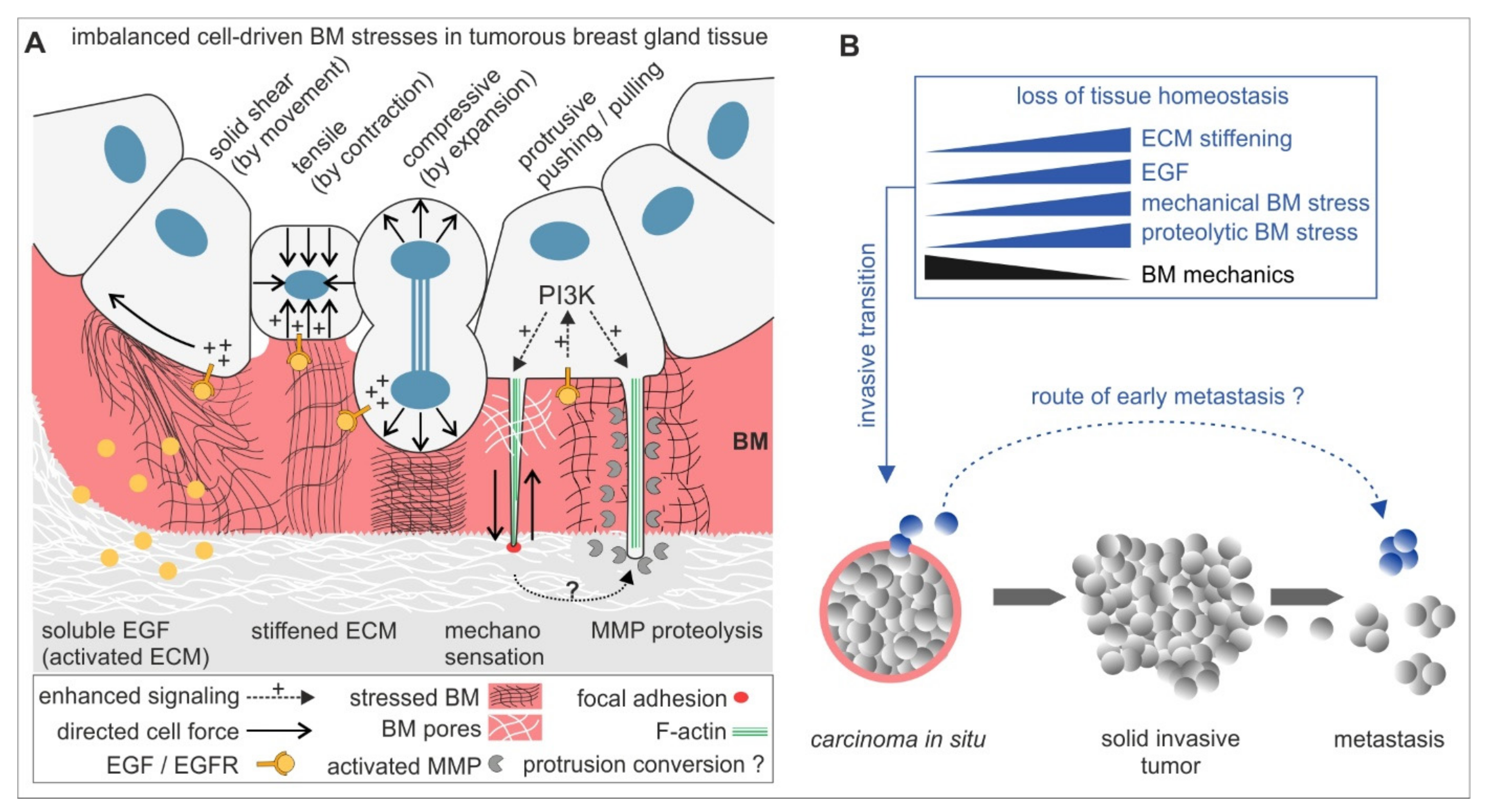 Ijms 22 03962 g005 Ijms 22 03962 g005