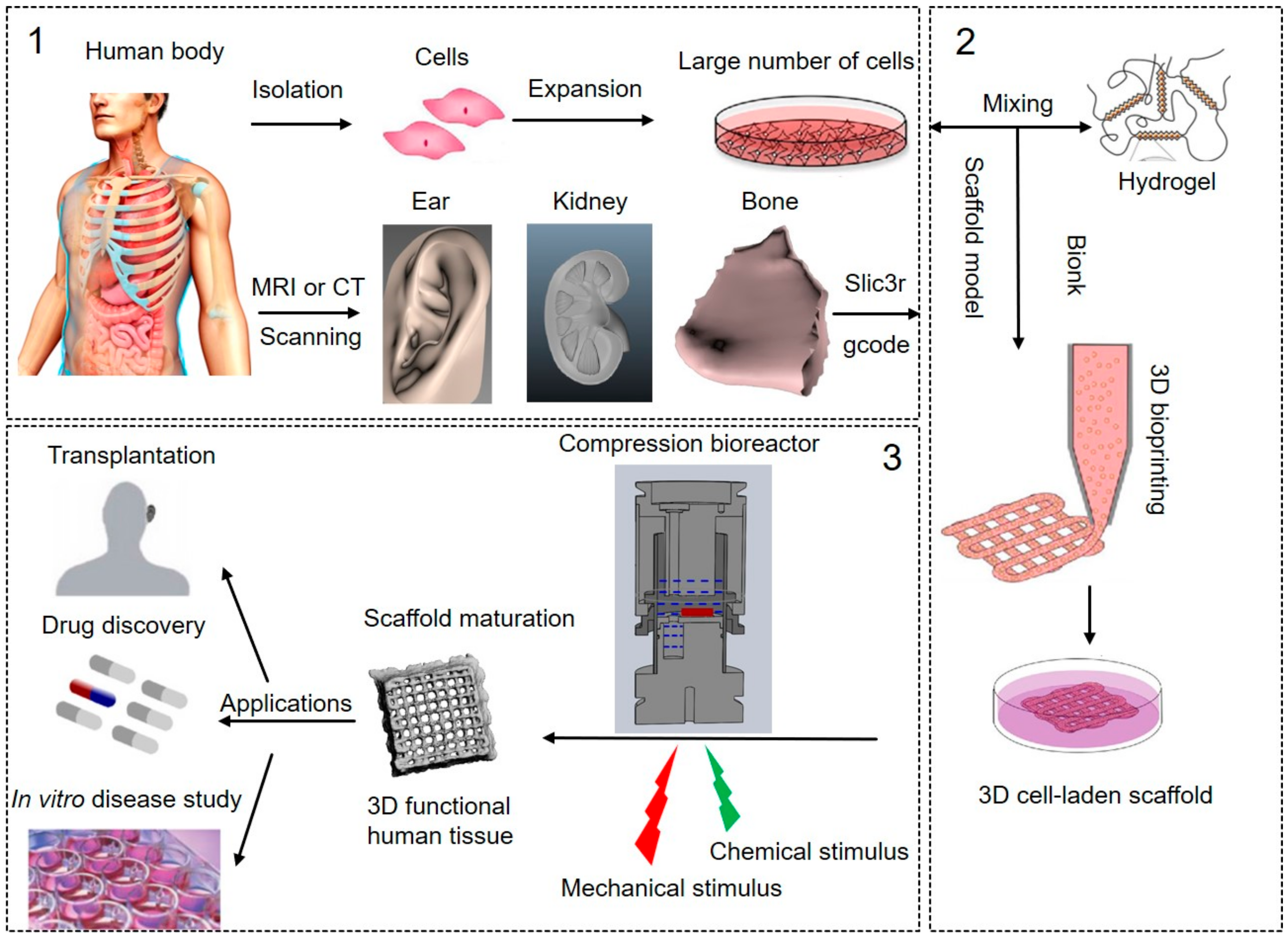 human tissue cells