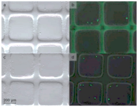 Ijms 22 03971 i004 Ijms 22 03971 i004