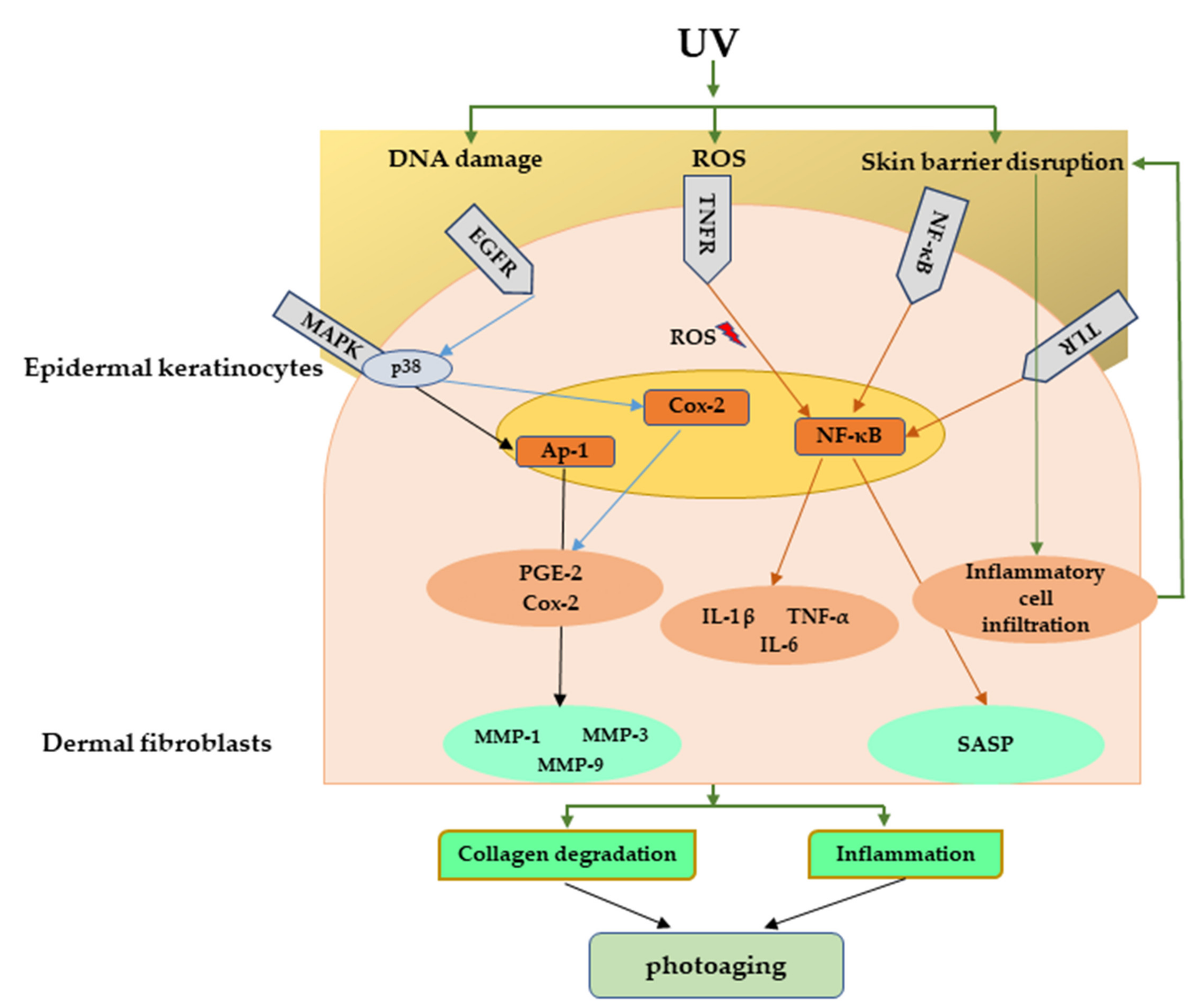 Inflammatory Molecules Associated with Ultraviolet Radiation Inflammatory Molecules Associated with Ultraviolet Radiation