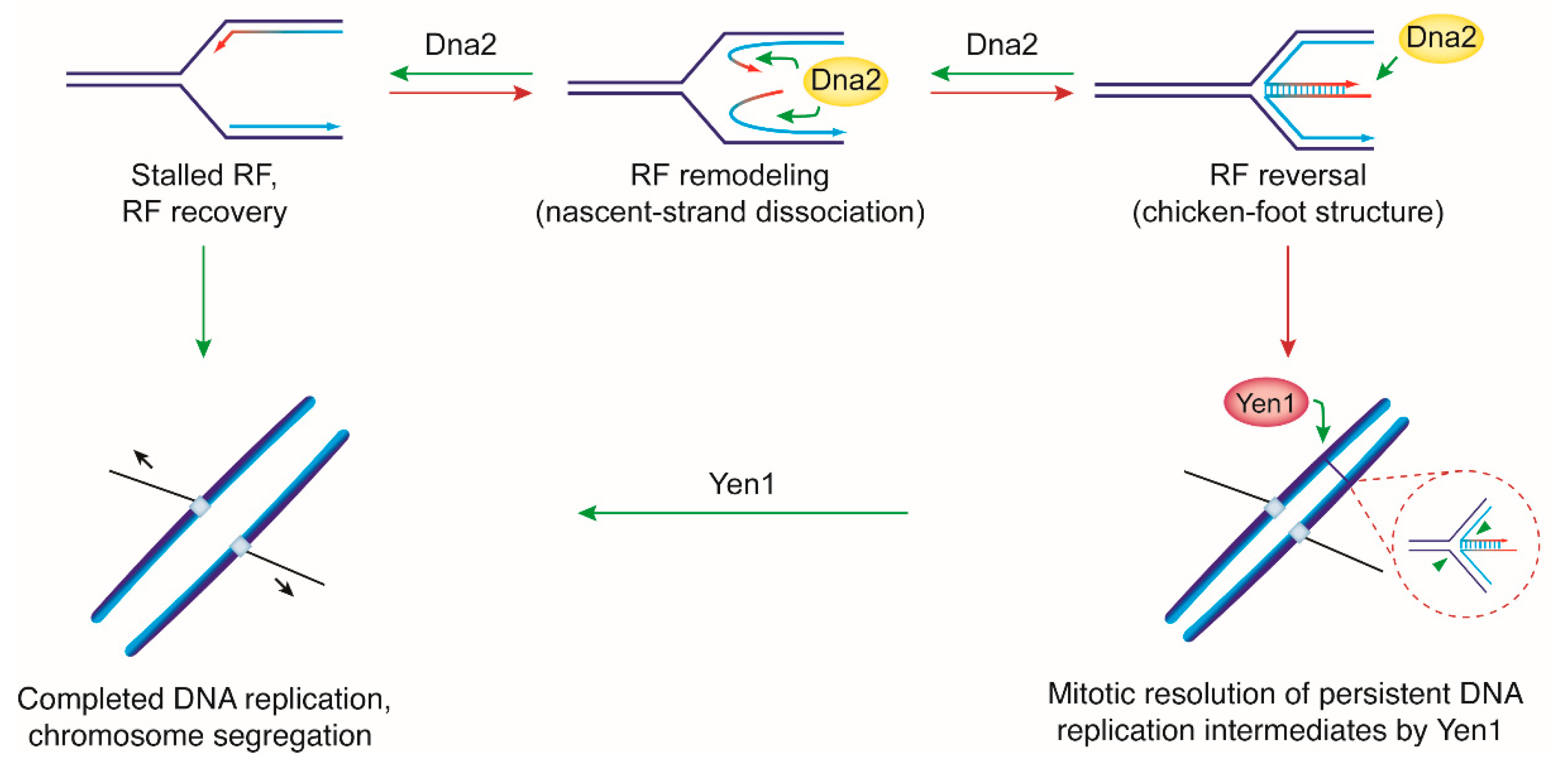 Ijms Free Full Text Dna2 In Chromosome Stability And Cell Survival Is It All About Replication Forks Html