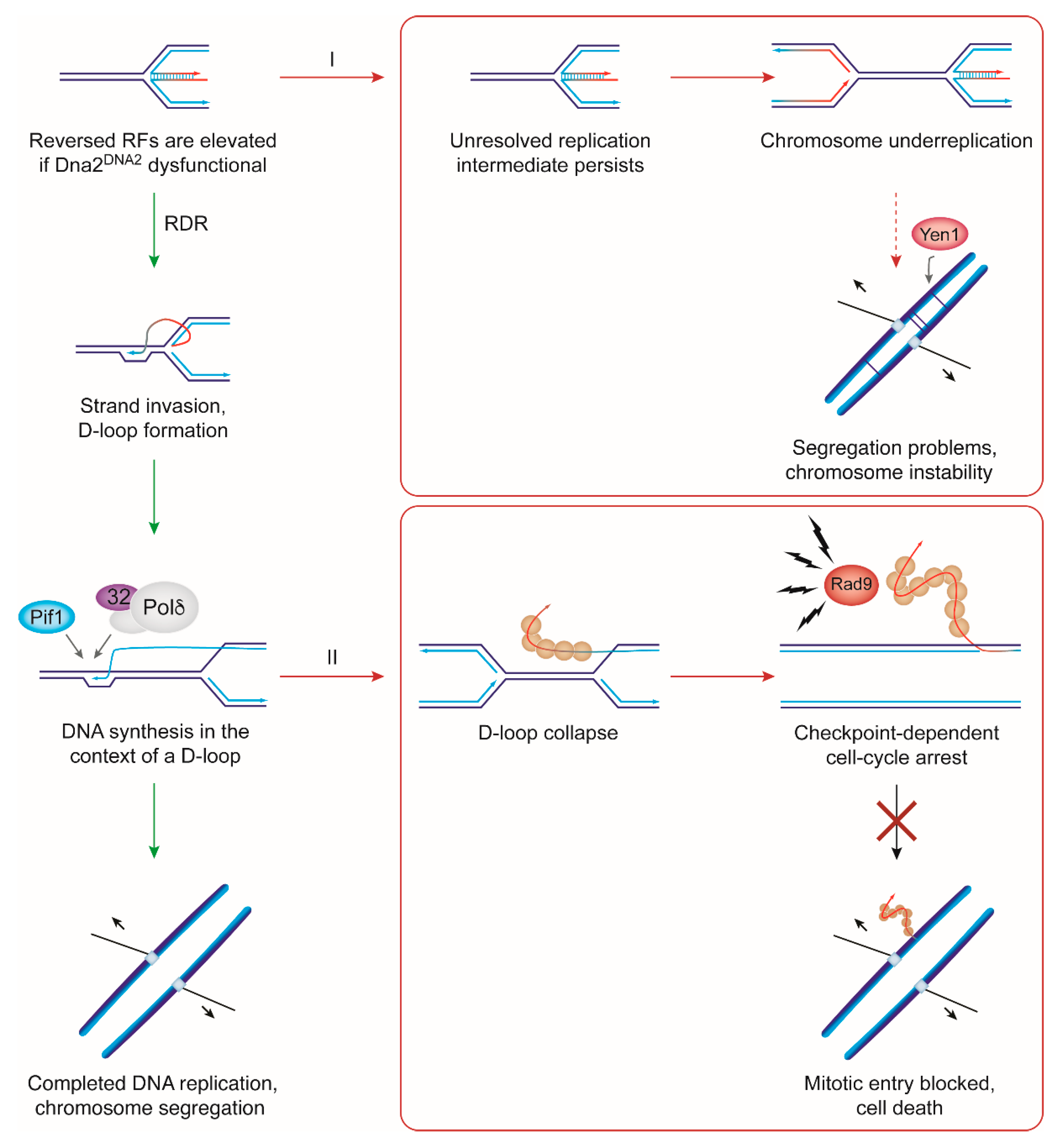 Ijms Free Full Text Dna2 In Chromosome Stability And Cell Survival Is It All About Replication Forks Html