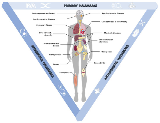 Innovative approach brings cell-reprogramming therapy for heart failure  closer to reality