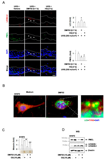 Marliolide Derivative Induces Melanosome Degradation via Nrf2/p62