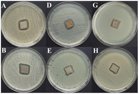 In Vitro Efficacy of Bacterial Cellulose Dressings In Vitro Efficacy of Bacterial Cellulose Dressings