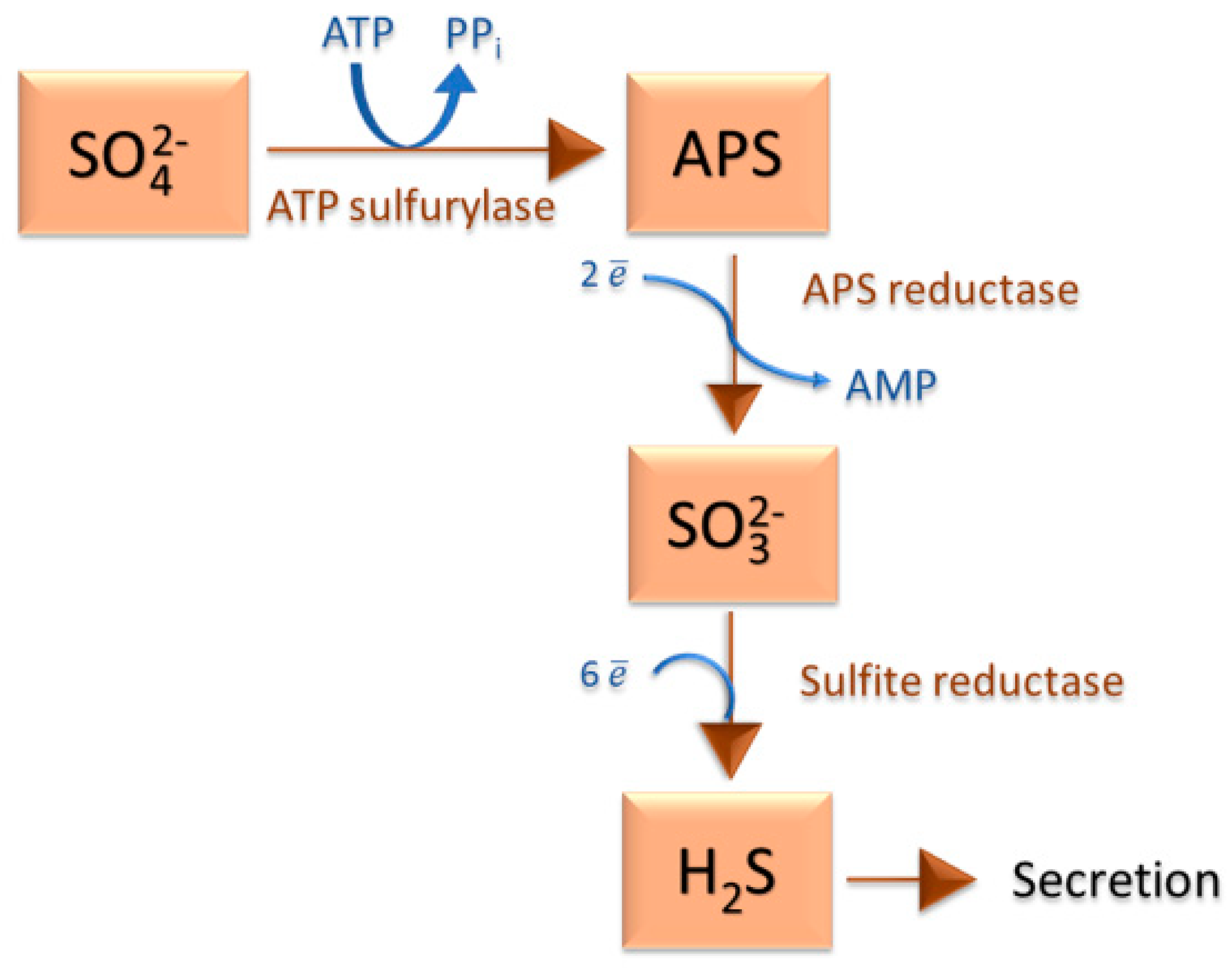IJMS Free FullText Microscopic Methods for Identification of