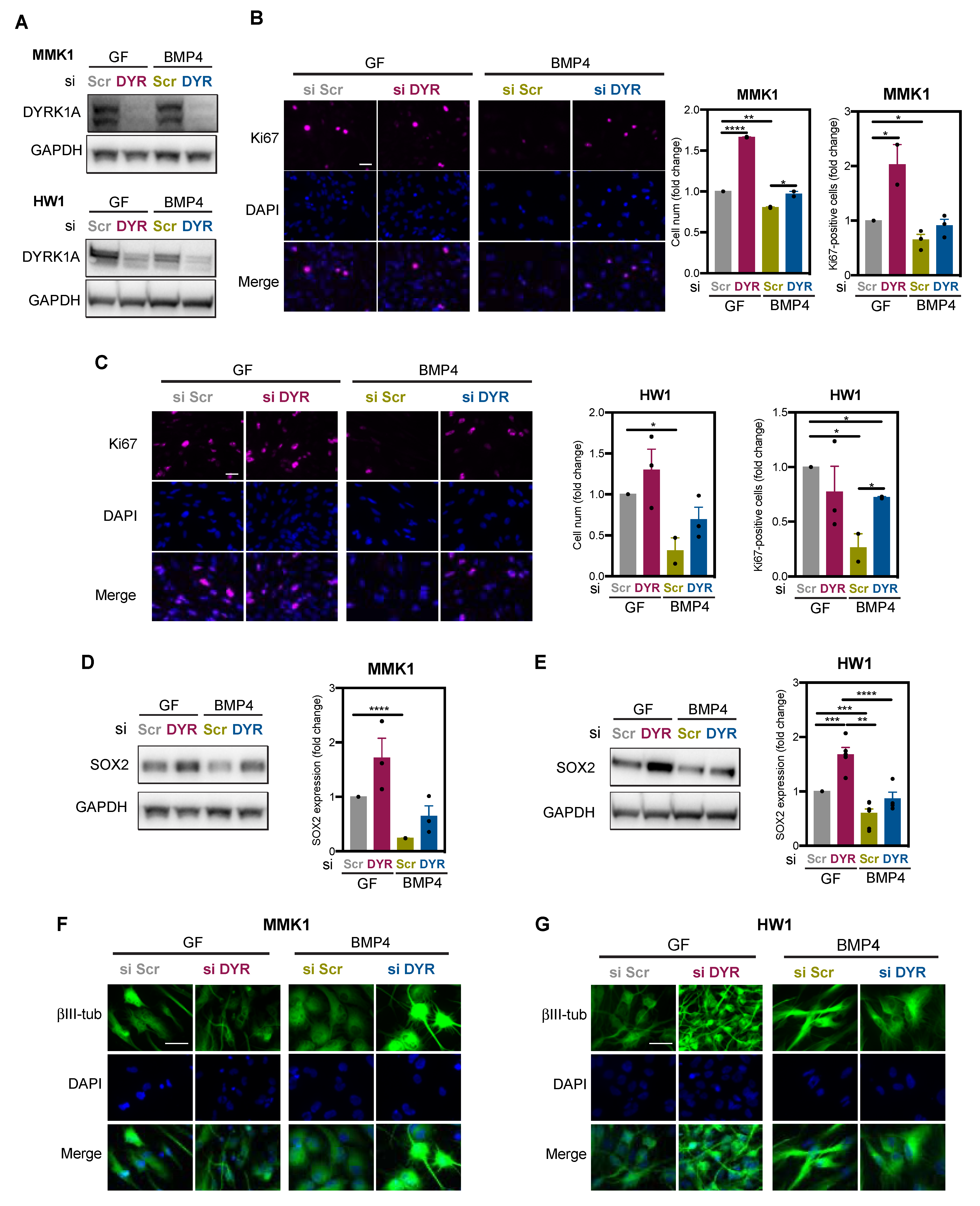 Ijms 22 04011 g002 Ijms 22 04011 g002