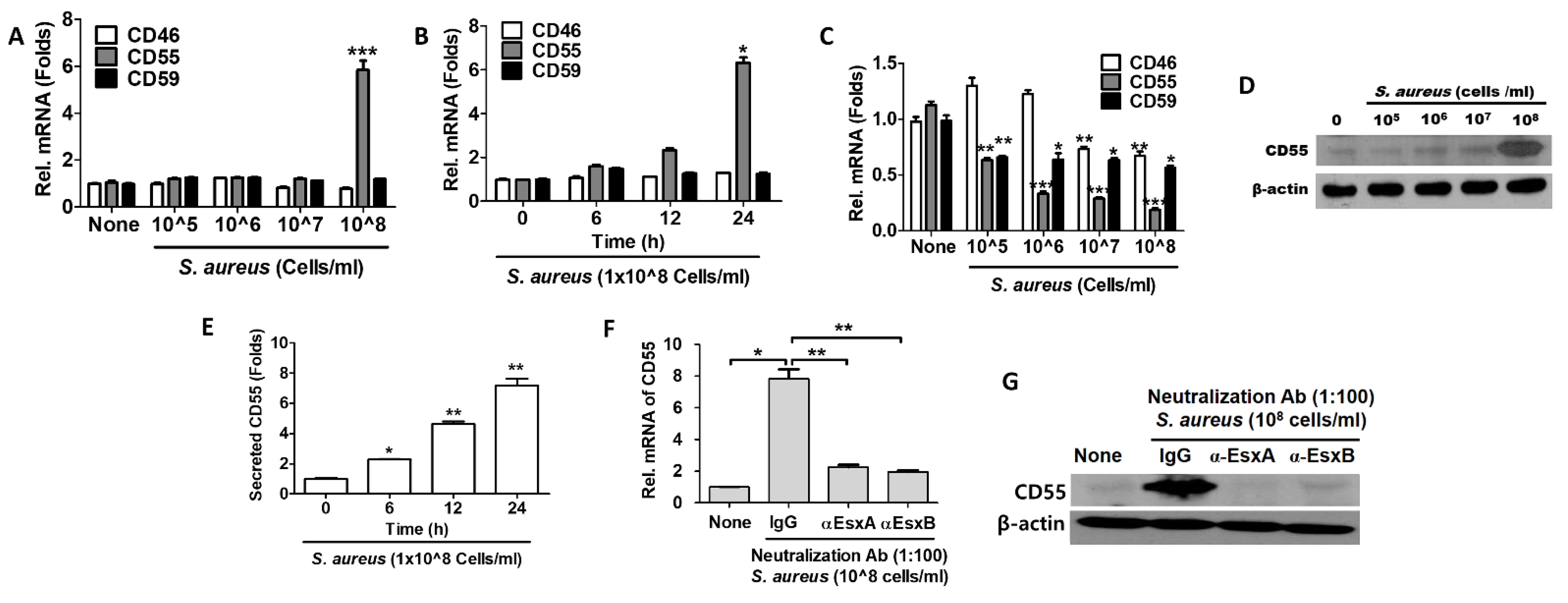 Staphylococcus Aureus Cells, Heat-Inactivated