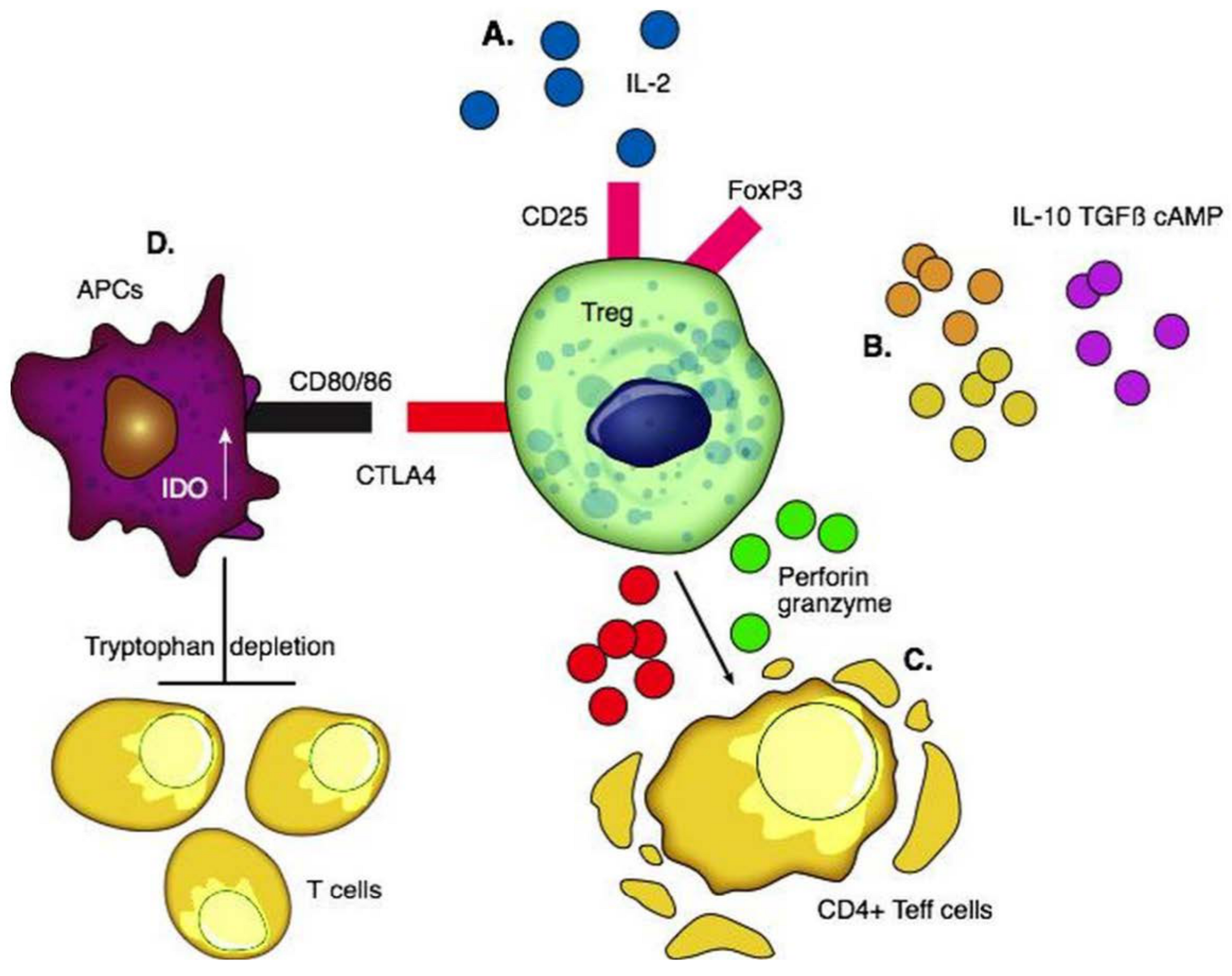 IJMS | Free Full-Text | Cell-Mediated Therapies to Facilitate
