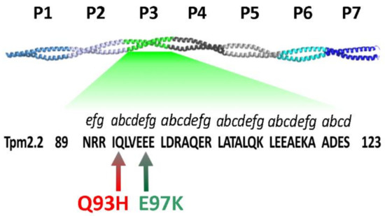 Ijms Free Full Text Mutations Q93h And E97k In Tpm2 Disrupt Ca Dependent Regulation Of Actin Filaments Html