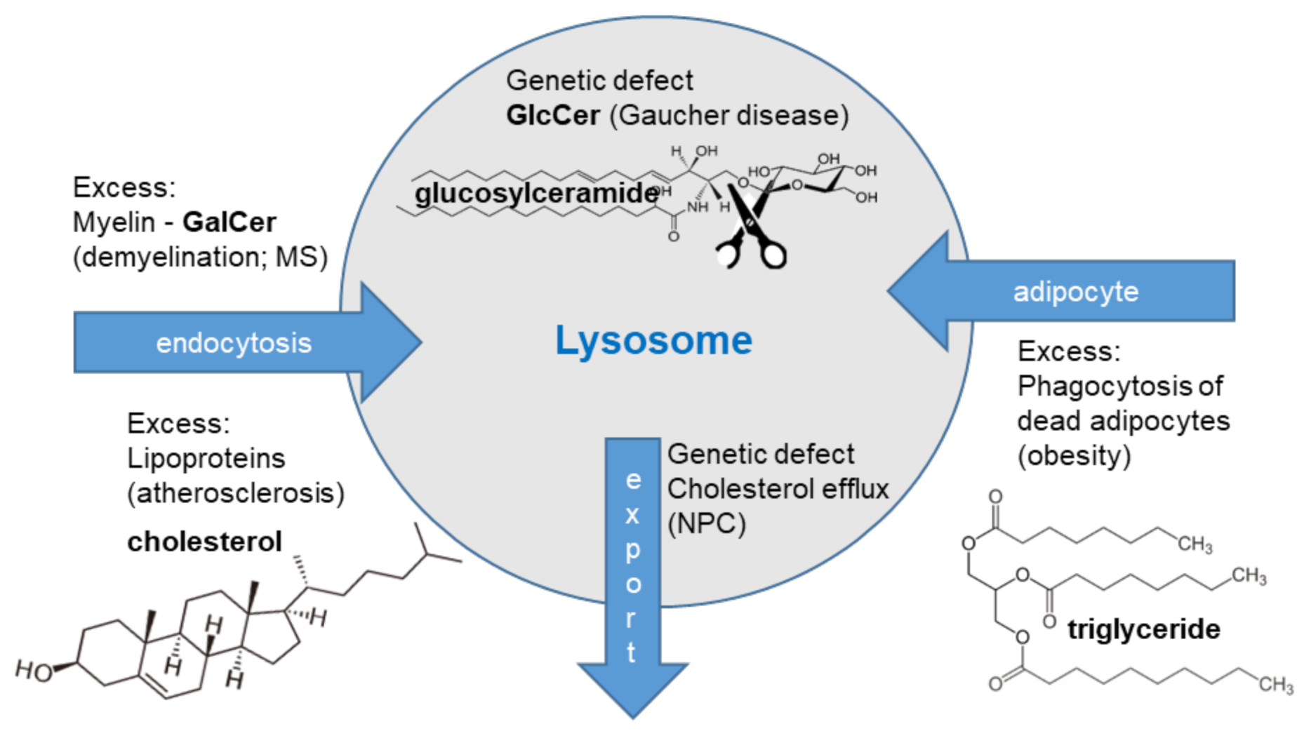 Ijms 22 04039 g001 Ijms 22 04039 g001