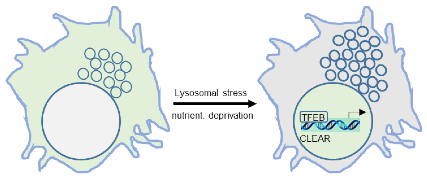 Ijms 22 04039 g002 Ijms 22 04039 g002