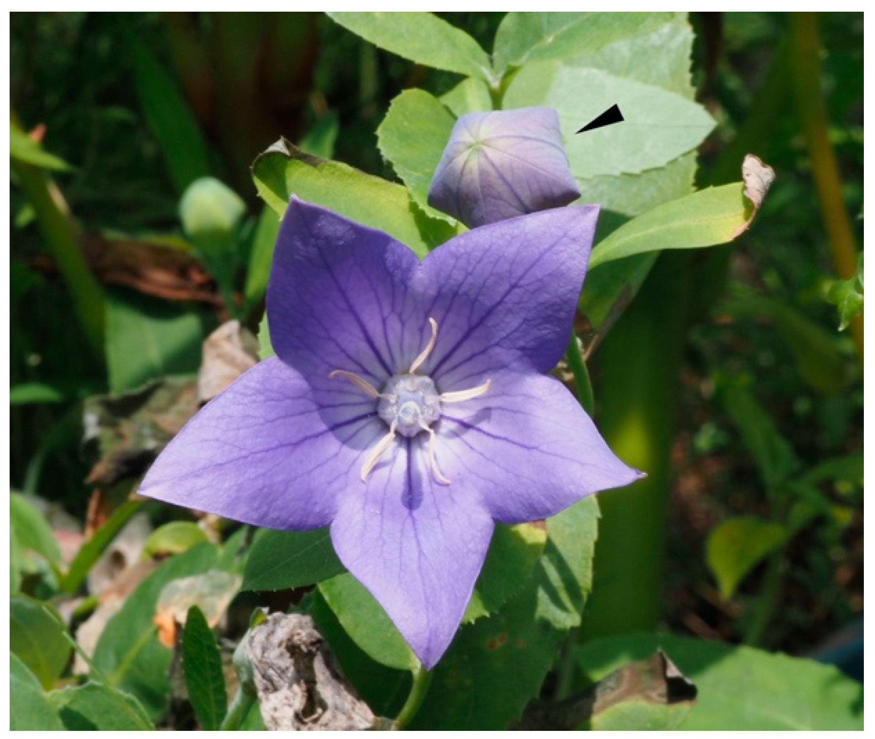 アントニーニ　 　　花 Polyacylated Anthocyanins in Bluish-Purple Petals of Chinese