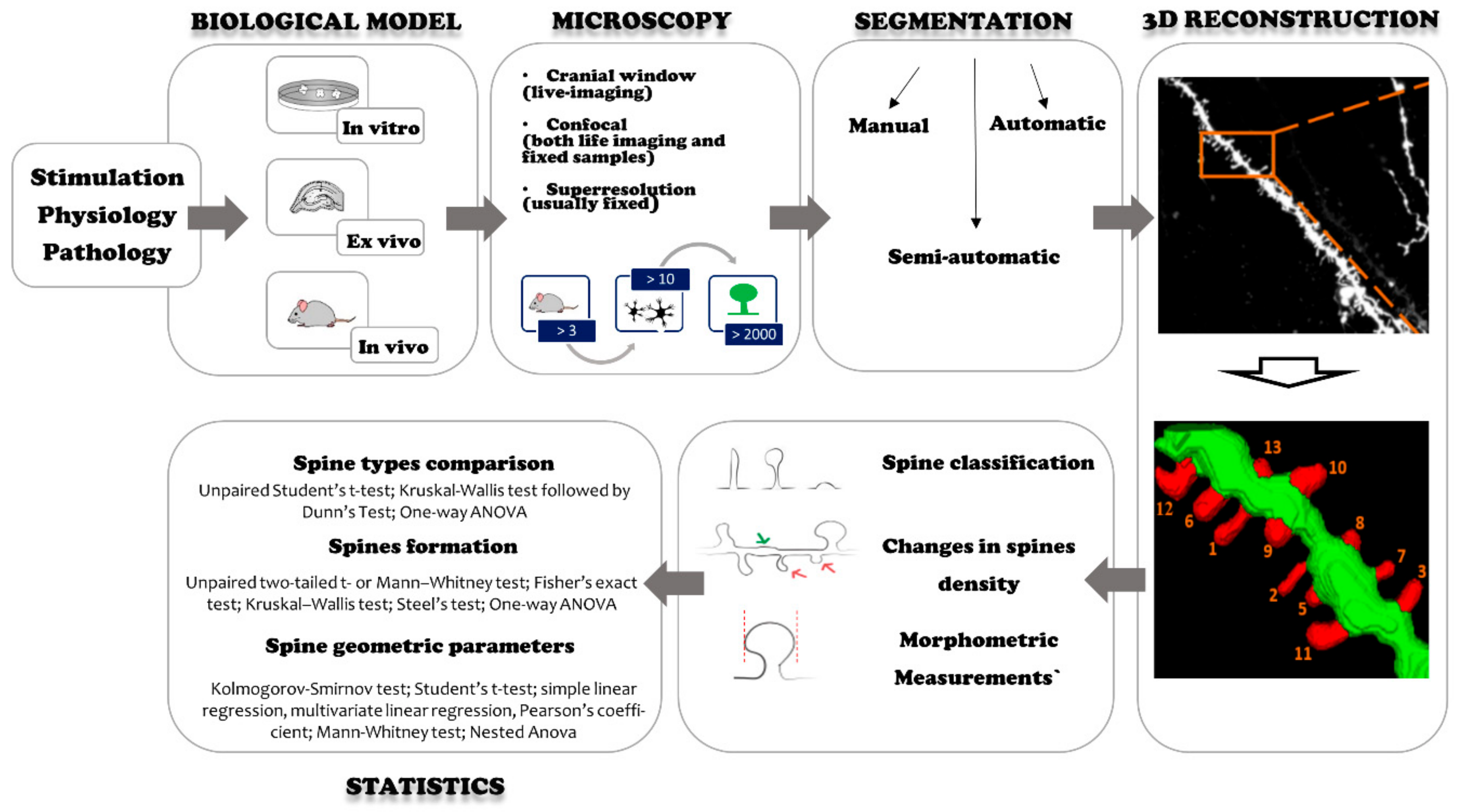 Ijms Free Full Text Quantification Of Dendritic Spines Remodeling Under Physiological Stimuli And In Pathological Conditions Html