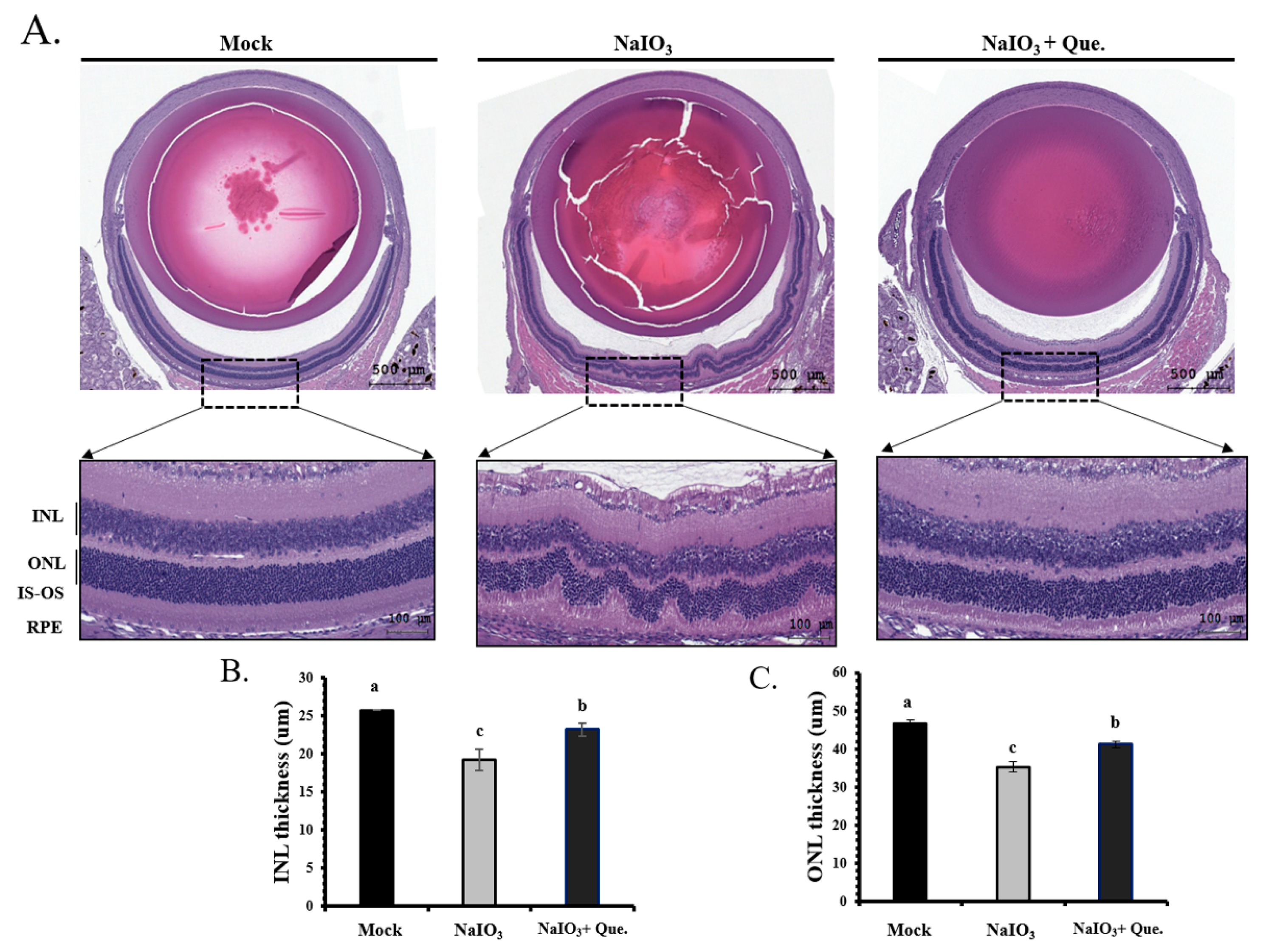 Ijms 22 04056 g007 Ijms 22 04056 g007