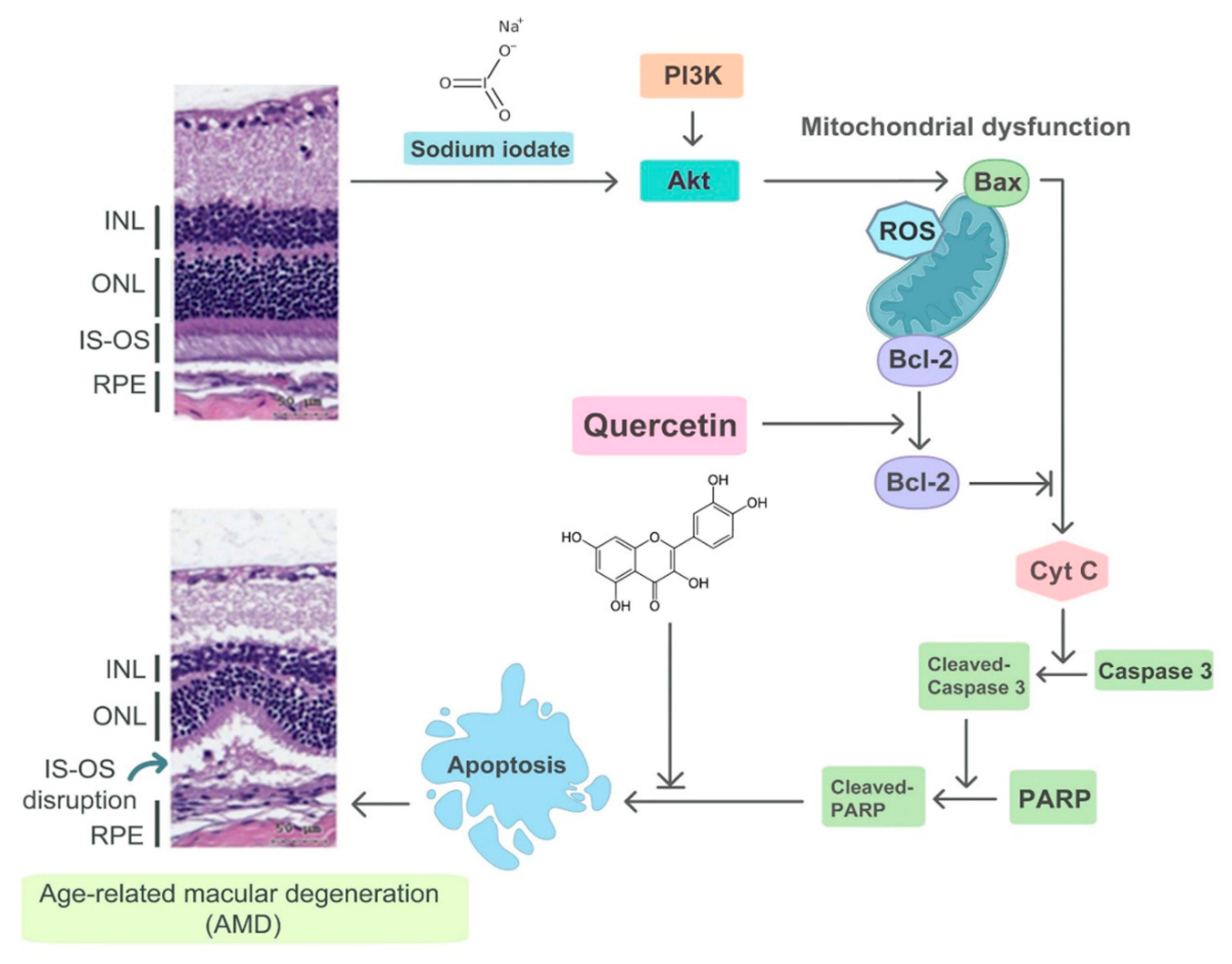 Ijms 22 04056 g009 Ijms 22 04056 g009