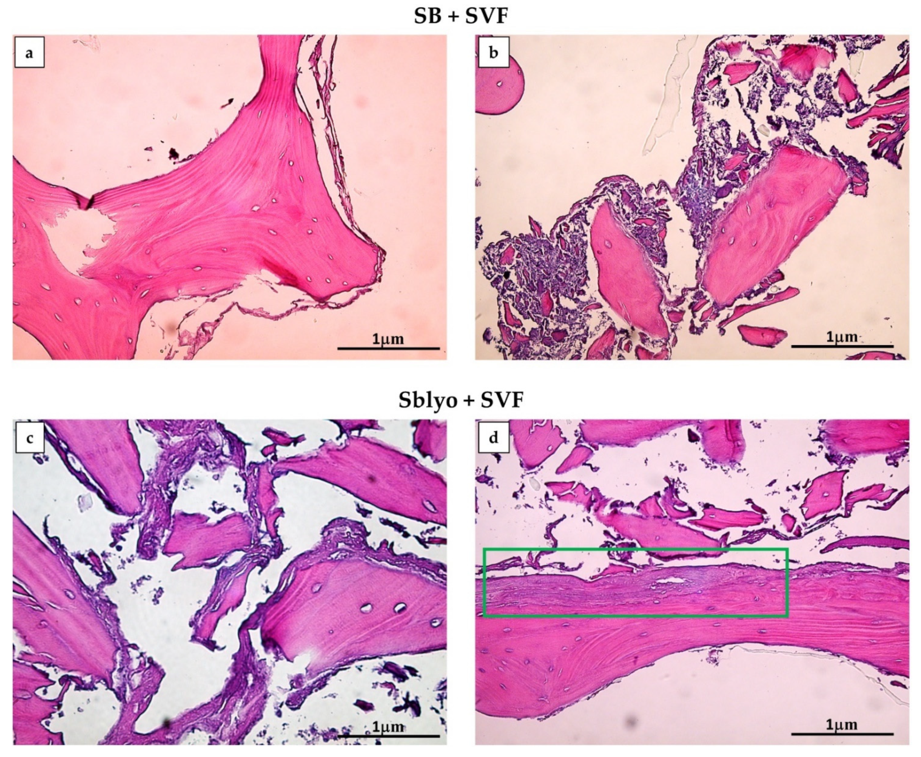 Ijms 22 04064 g005 Ijms 22 04064 g005