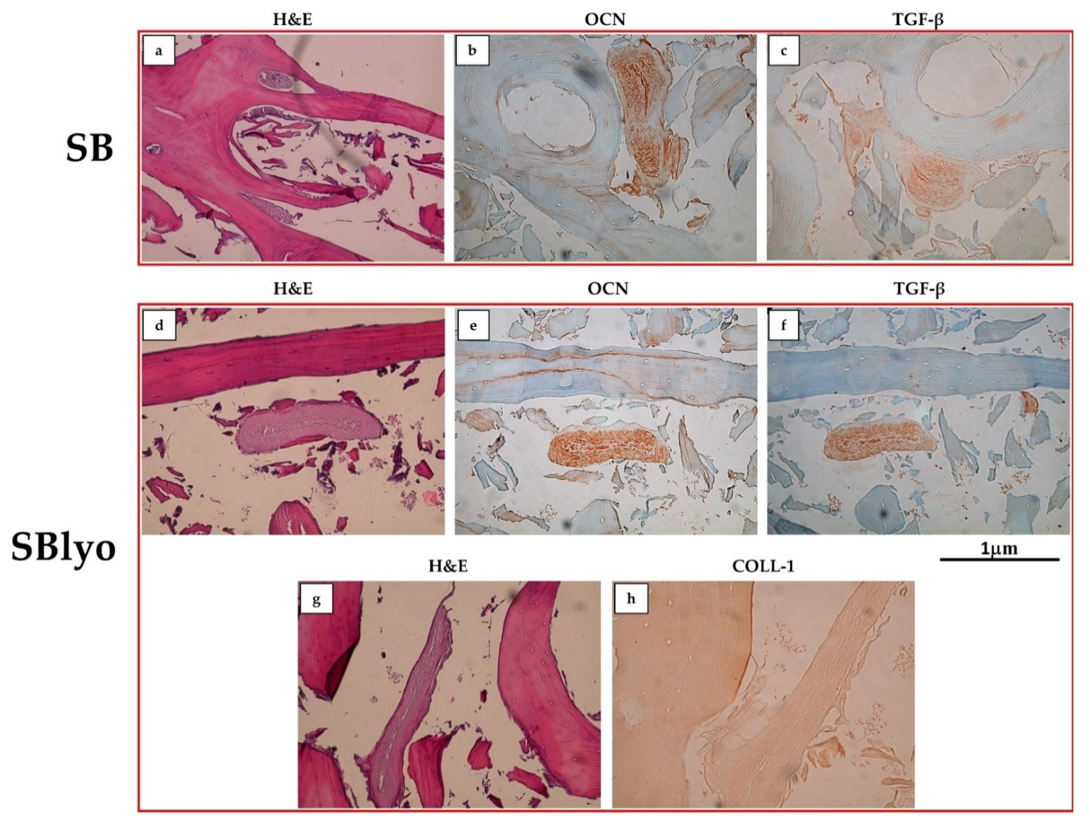 Ijms 22 04064 g006 Ijms 22 04064 g006