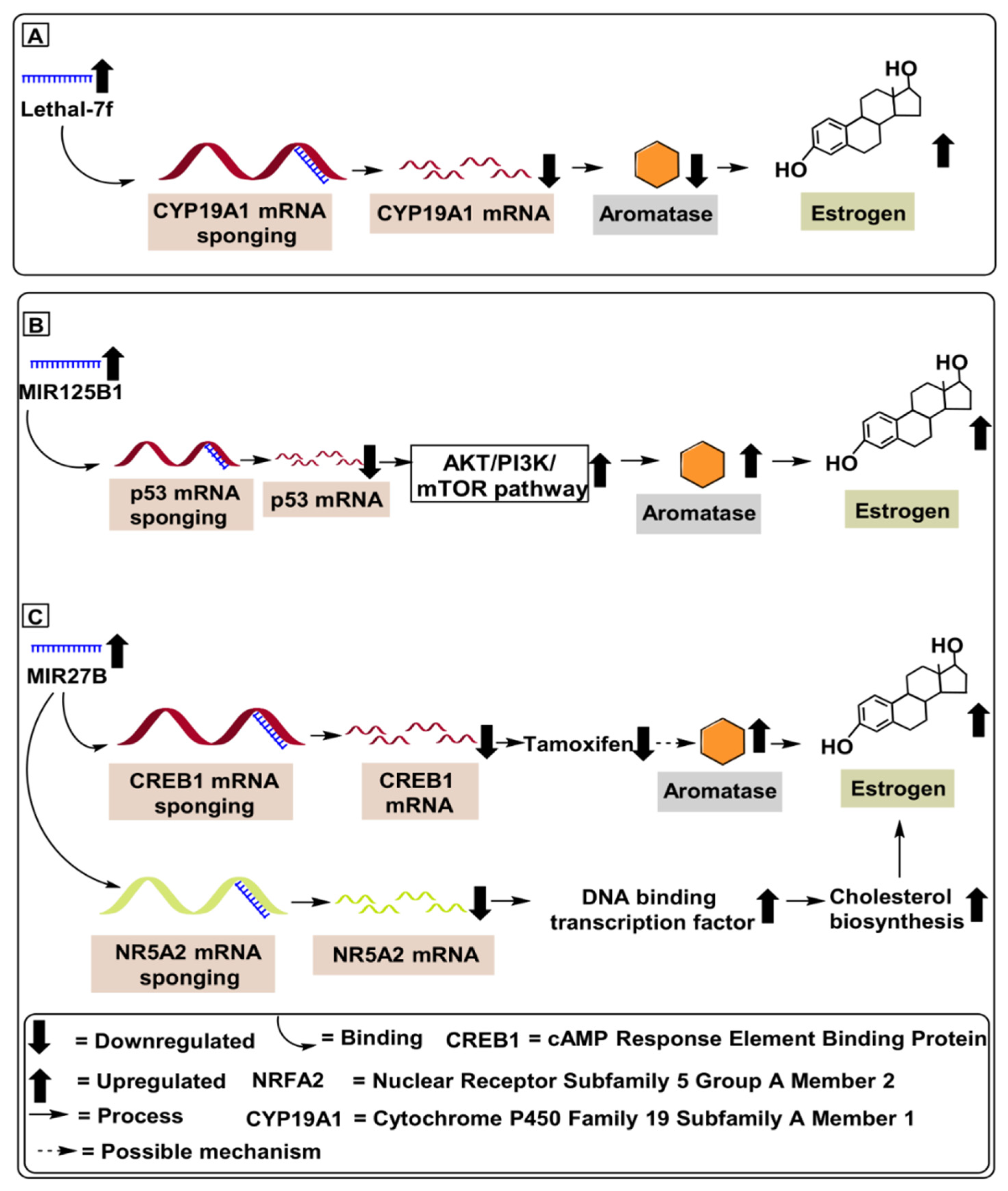 Ijms 22 04072 g003 Ijms 22 04072 g003