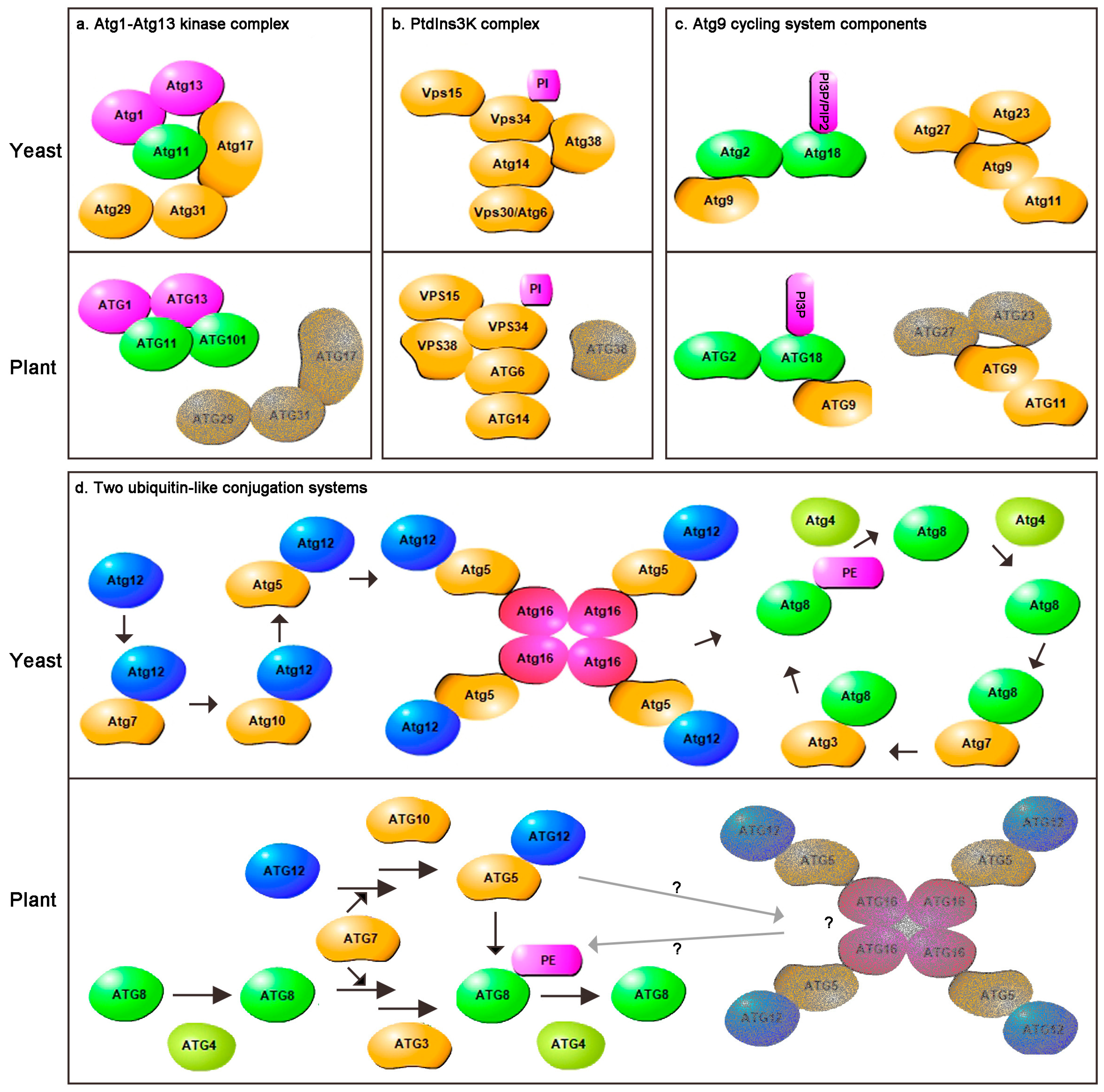 Ijms 22 04075 g001 Ijms 22 04075 g001