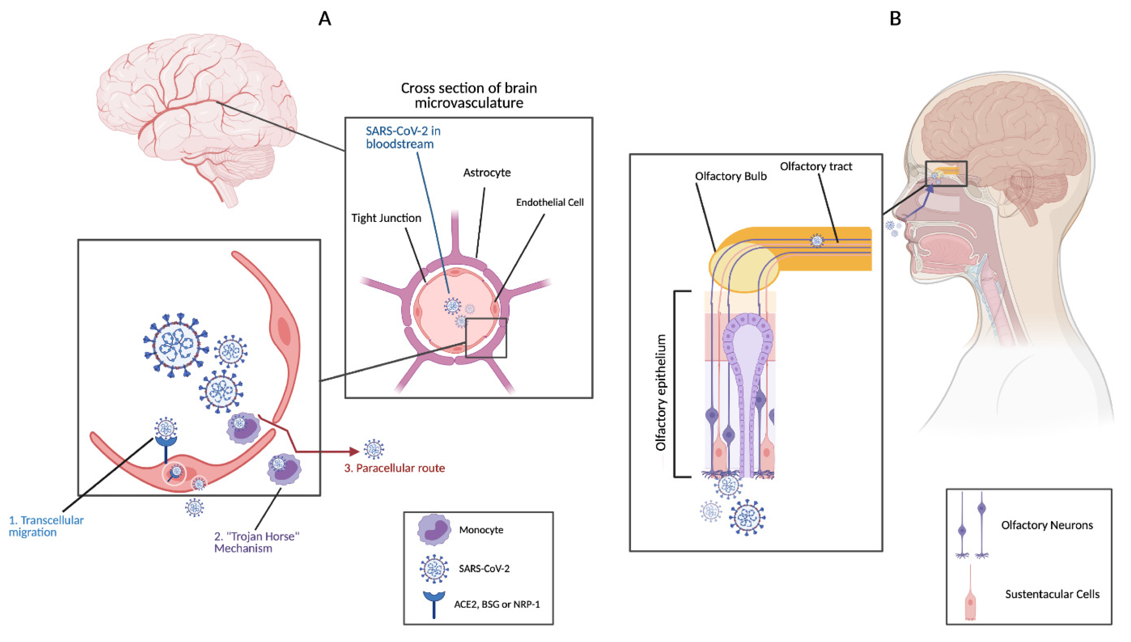 Ijms Free Full Text Neurological Complications Of Covid 19 Underlying Mechanisms And Management Html Ijms Free Full Text Neurological Complications Of Covid 19 Underlying Mechanisms And Management Html