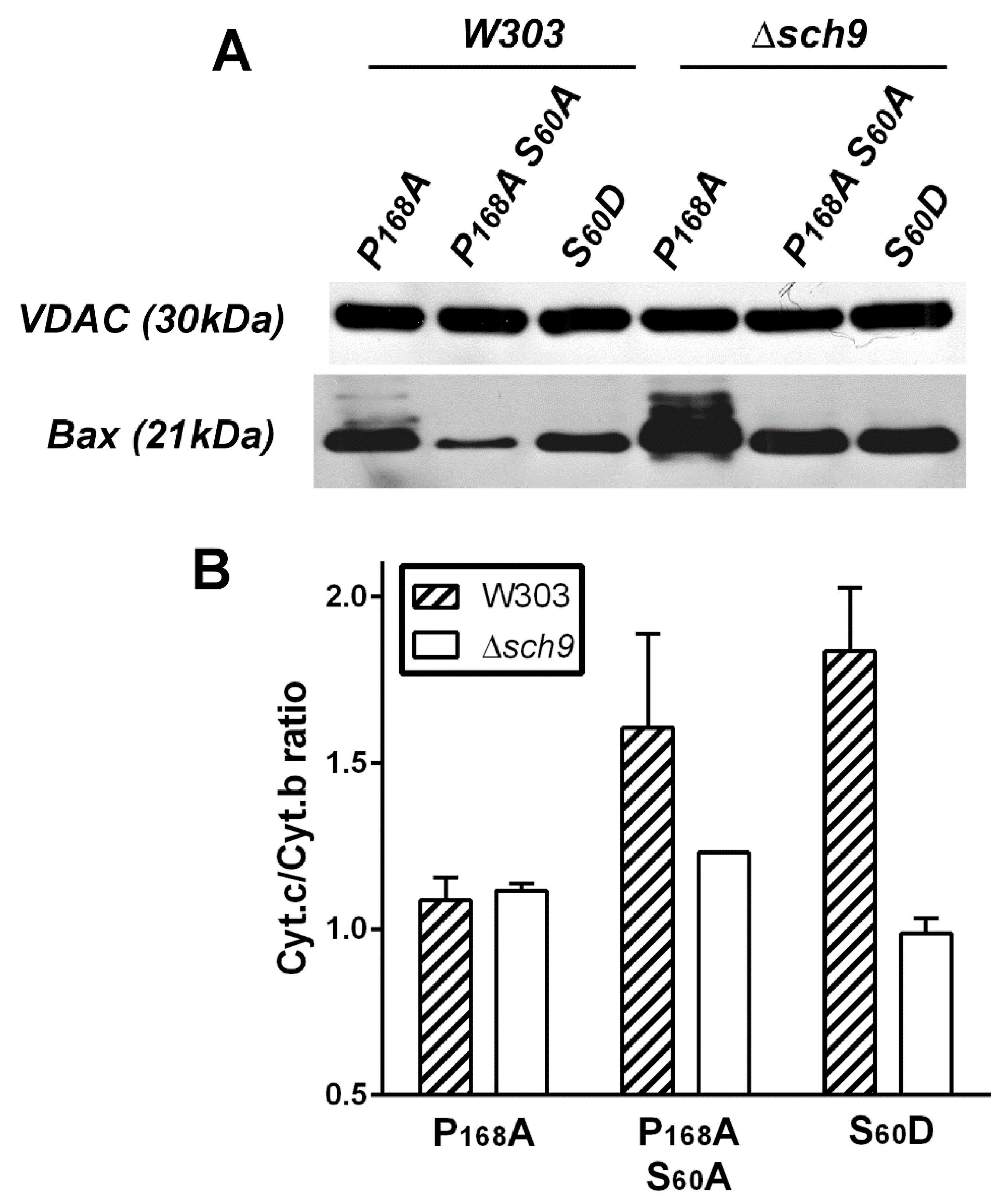 Ijms 22 04086 g002 Ijms 22 04086 g002