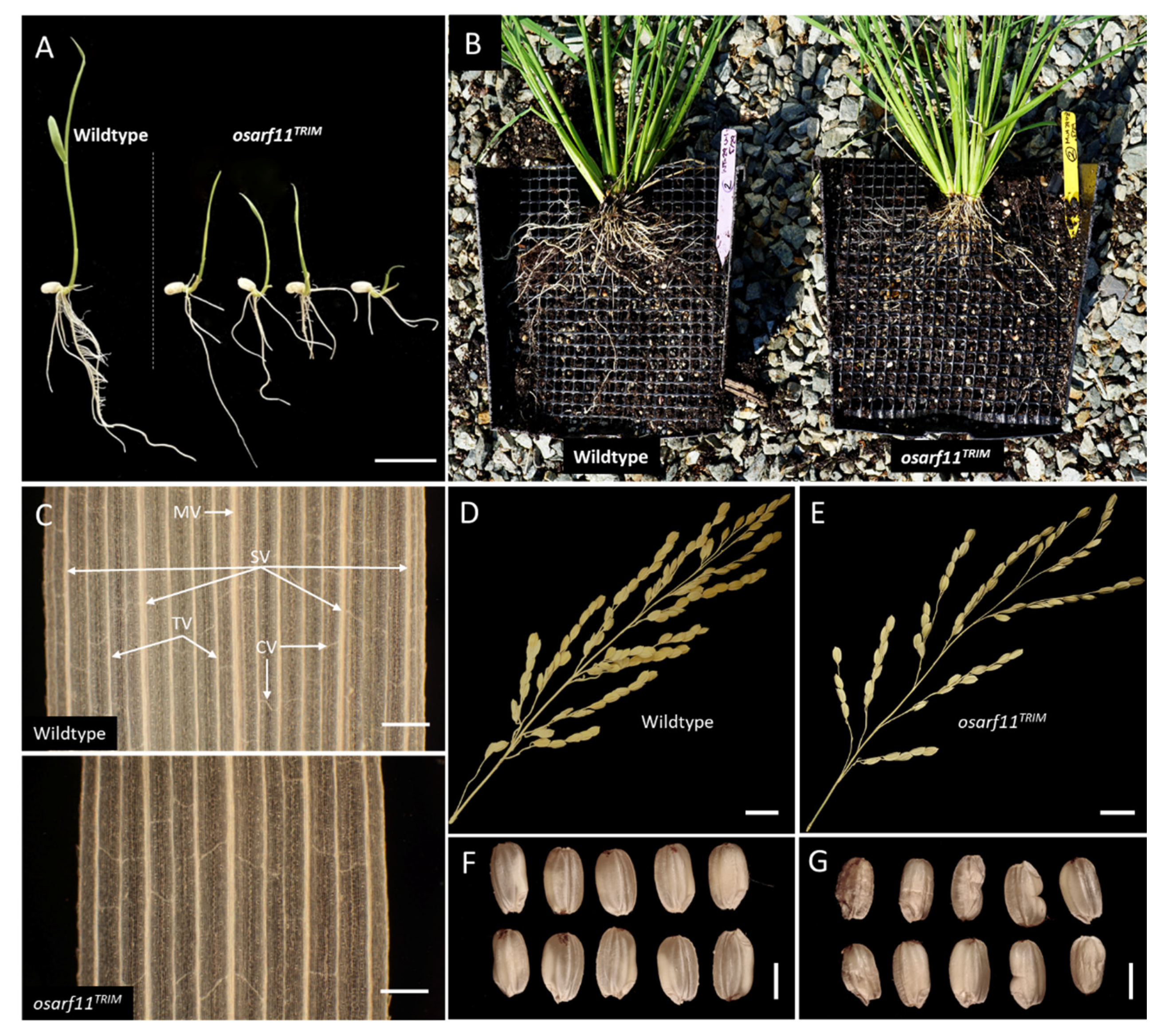 Ijms 22 04089 g001 Ijms 22 04089 g001