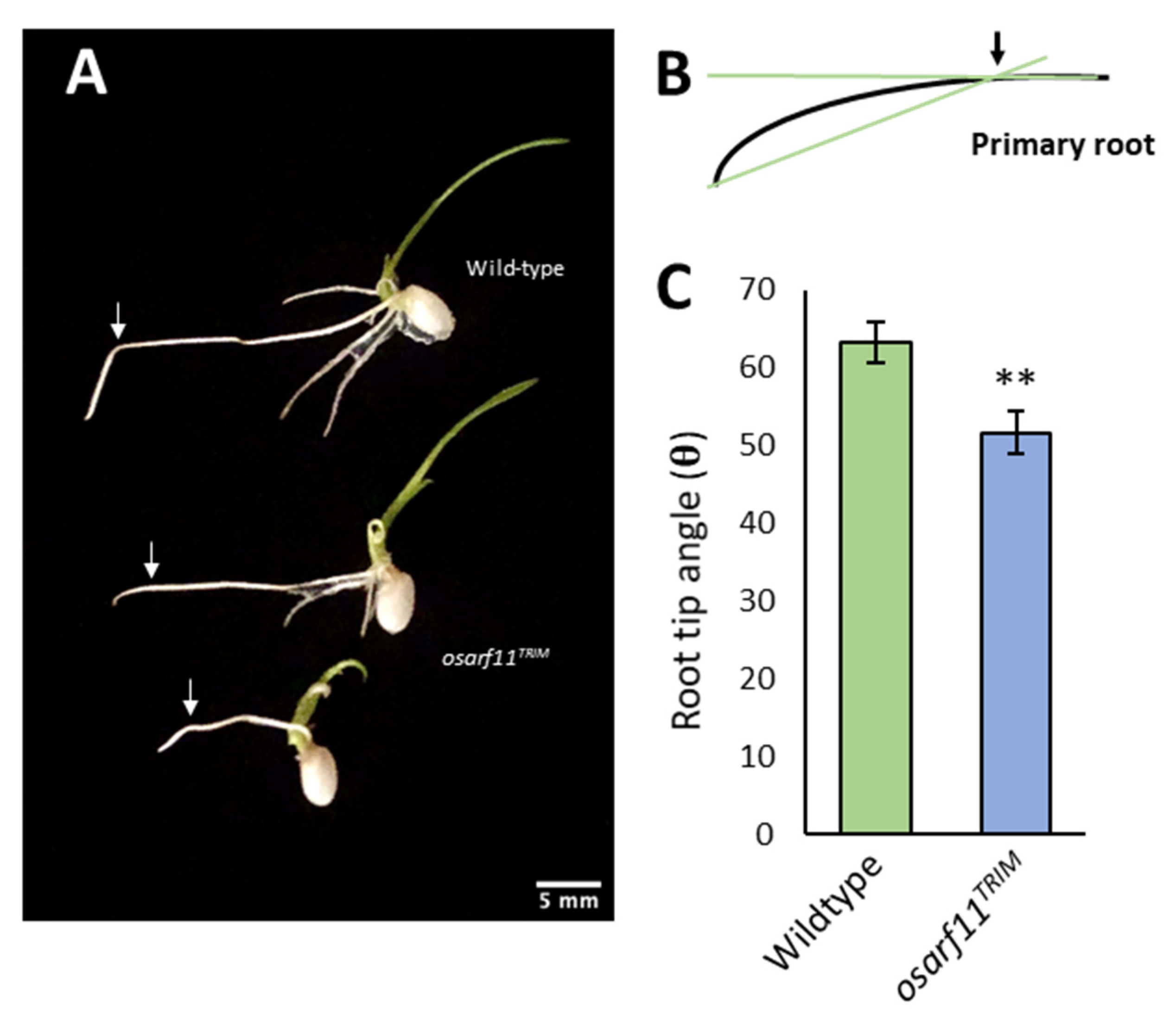 Ijms 22 04089 g008 Ijms 22 04089 g008