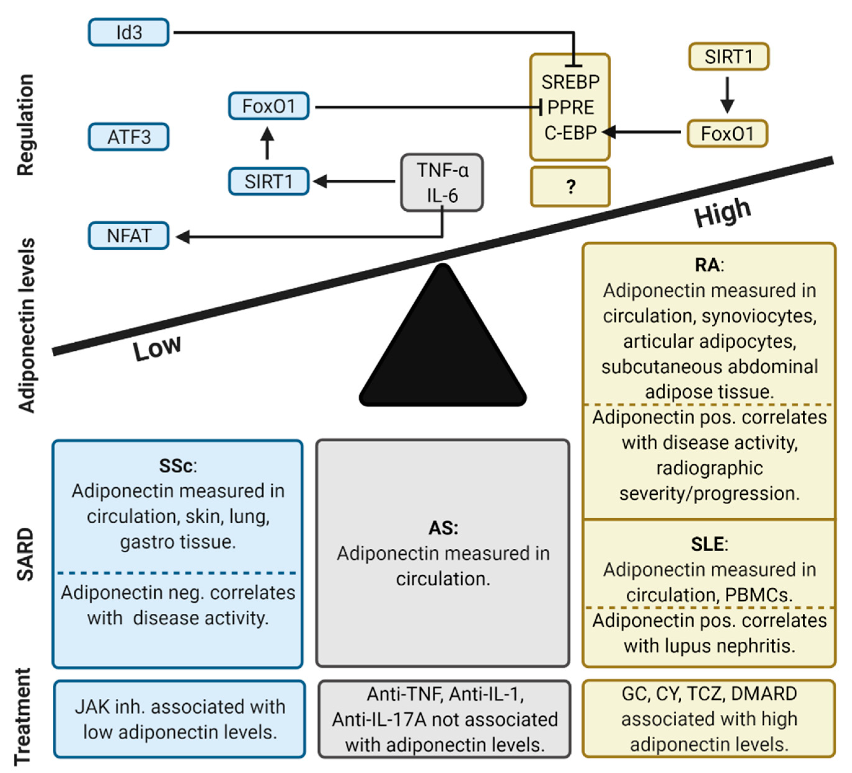 Ijms Free Full Text Adiponectin Deregulation In Systemic Autoimmune Rheumatic Diseases Html Ijms Free Full Text Adiponectin Deregulation In Systemic Autoimmune Rheumatic Diseases Html