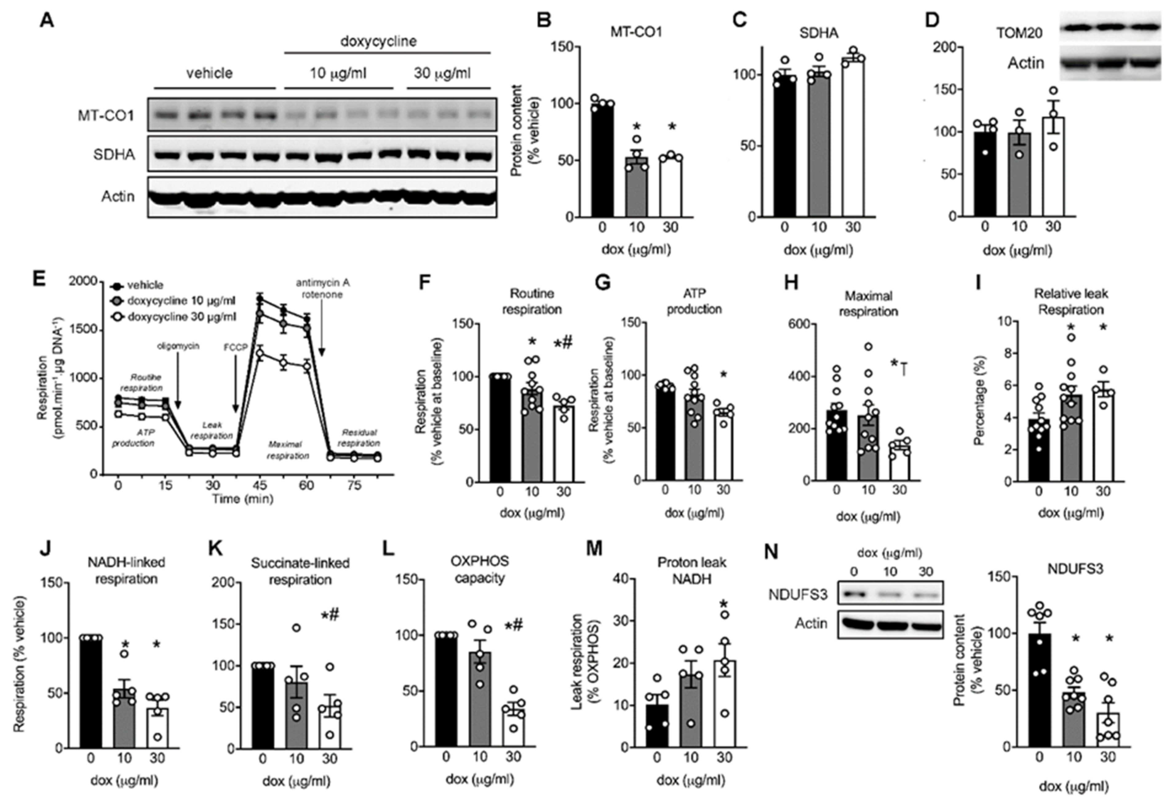 Ijms Free Full Text The Antibiotic Doxycycline Impairs Cardiac Mitochondrial And Contractile Function Html