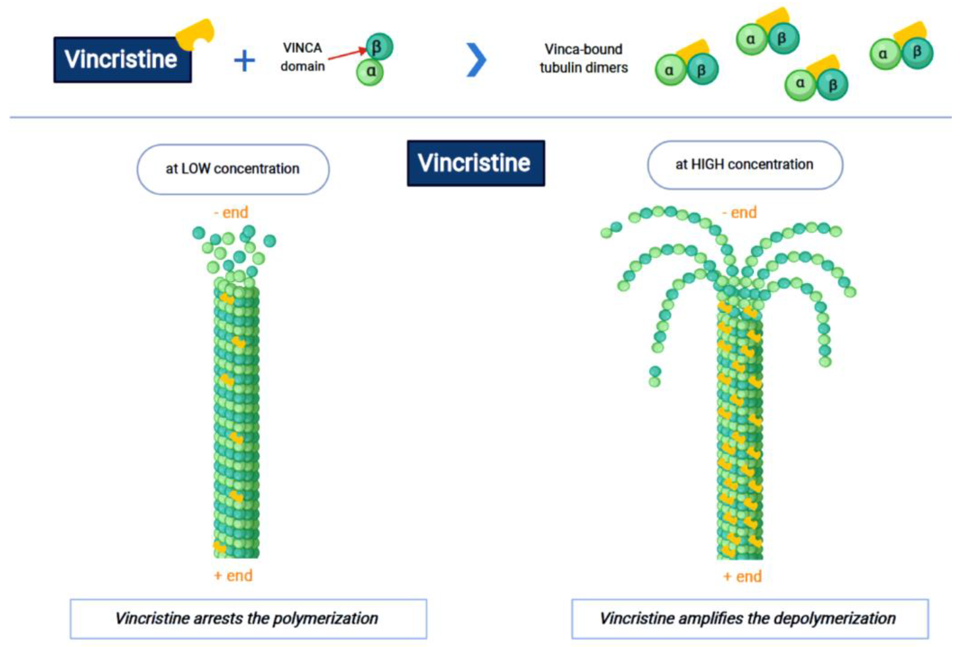 Ijms 22 04112 g001 Ijms 22 04112 g001