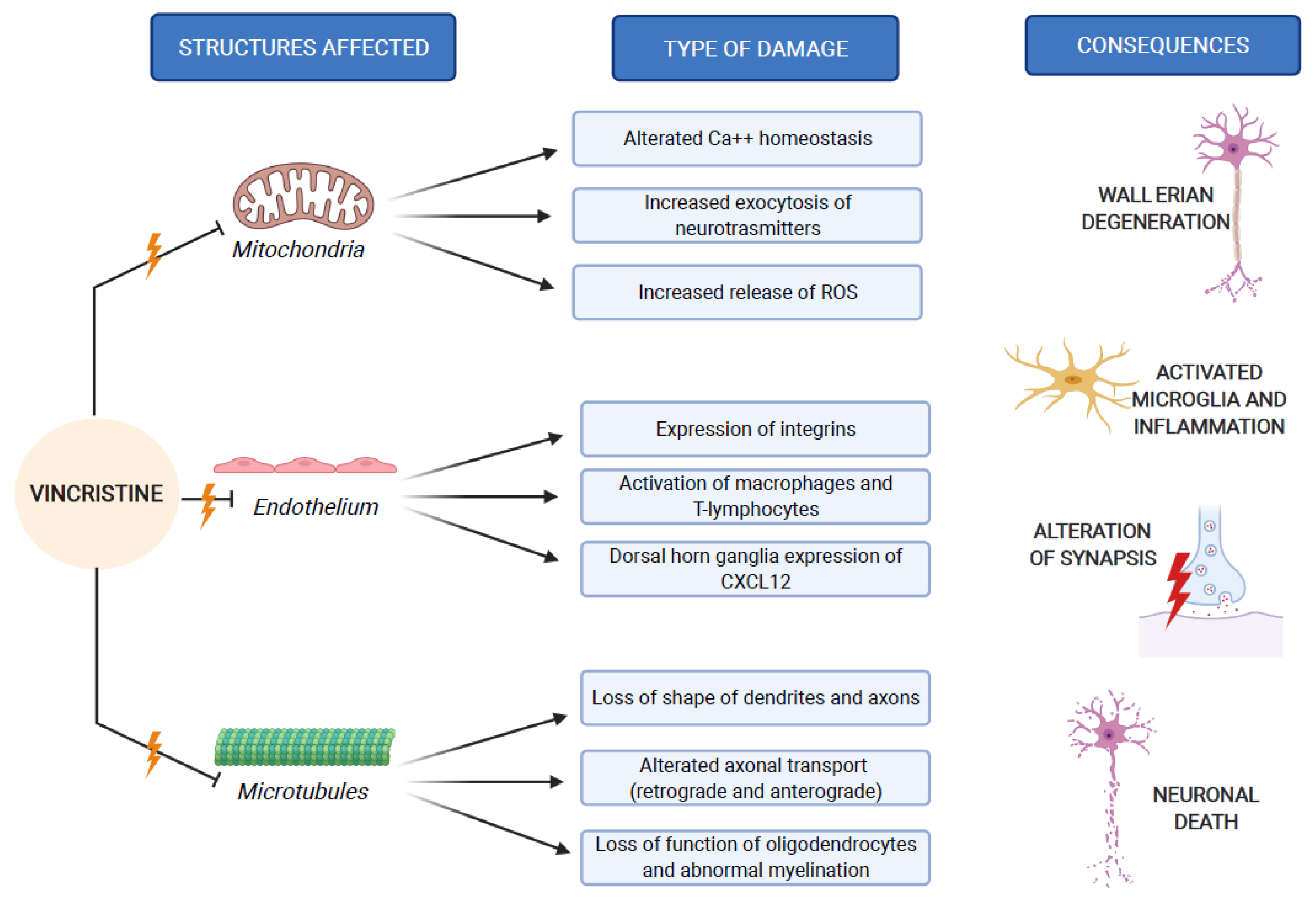 gabapentin vincristine neuropathy