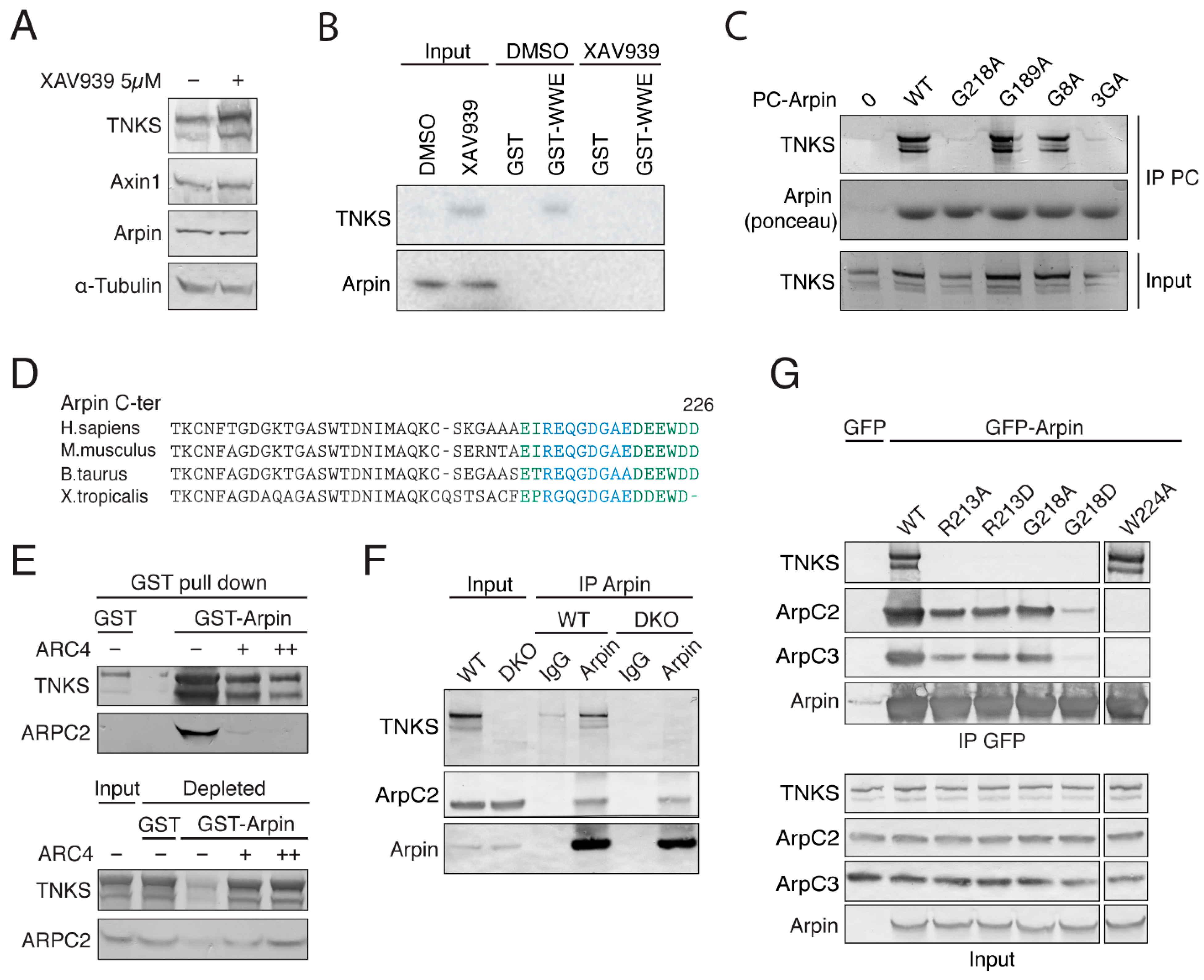 Ijms 22 04115 g002 Ijms 22 04115 g002