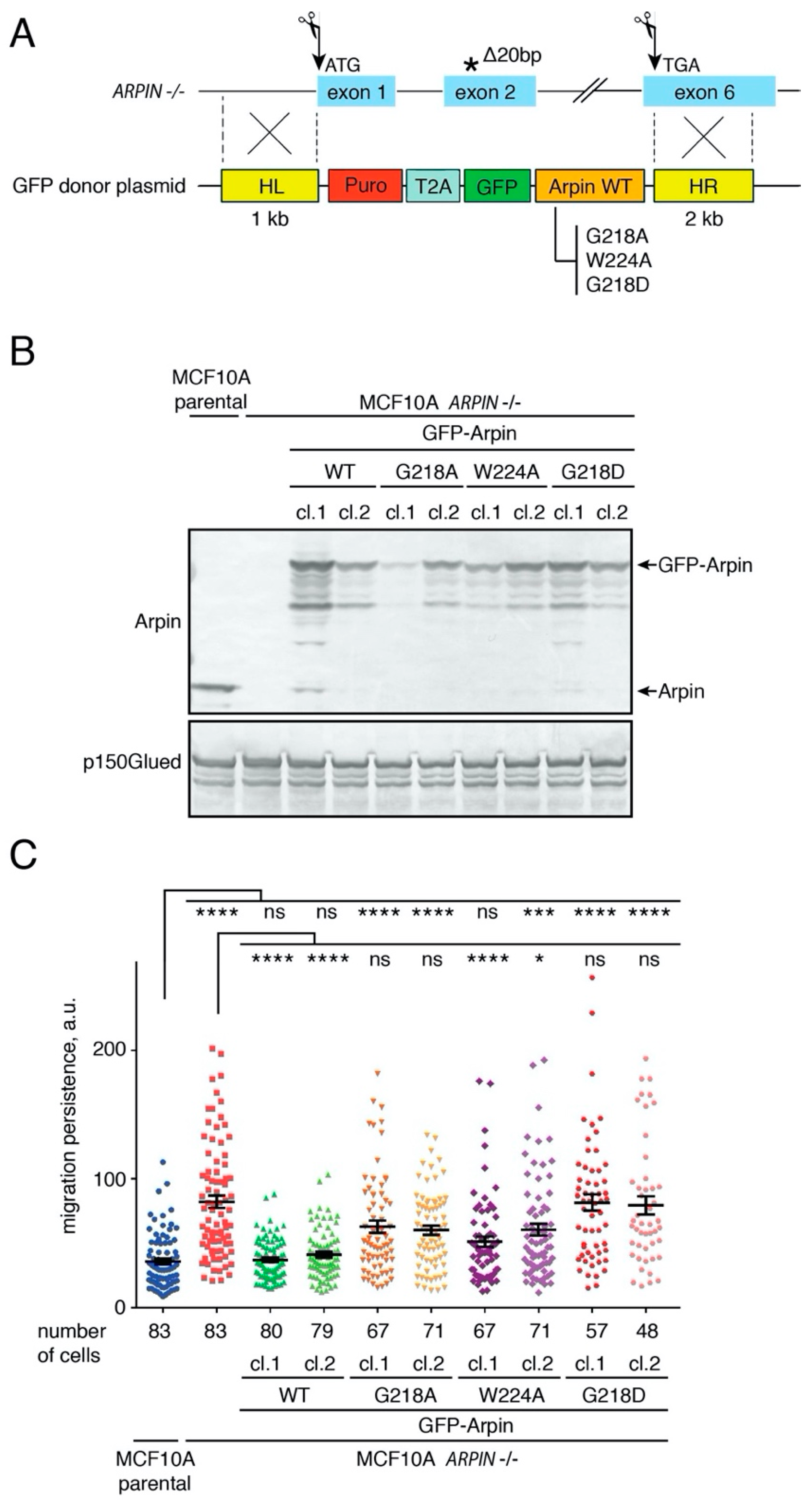 Ijms 22 04115 g005 Ijms 22 04115 g005
