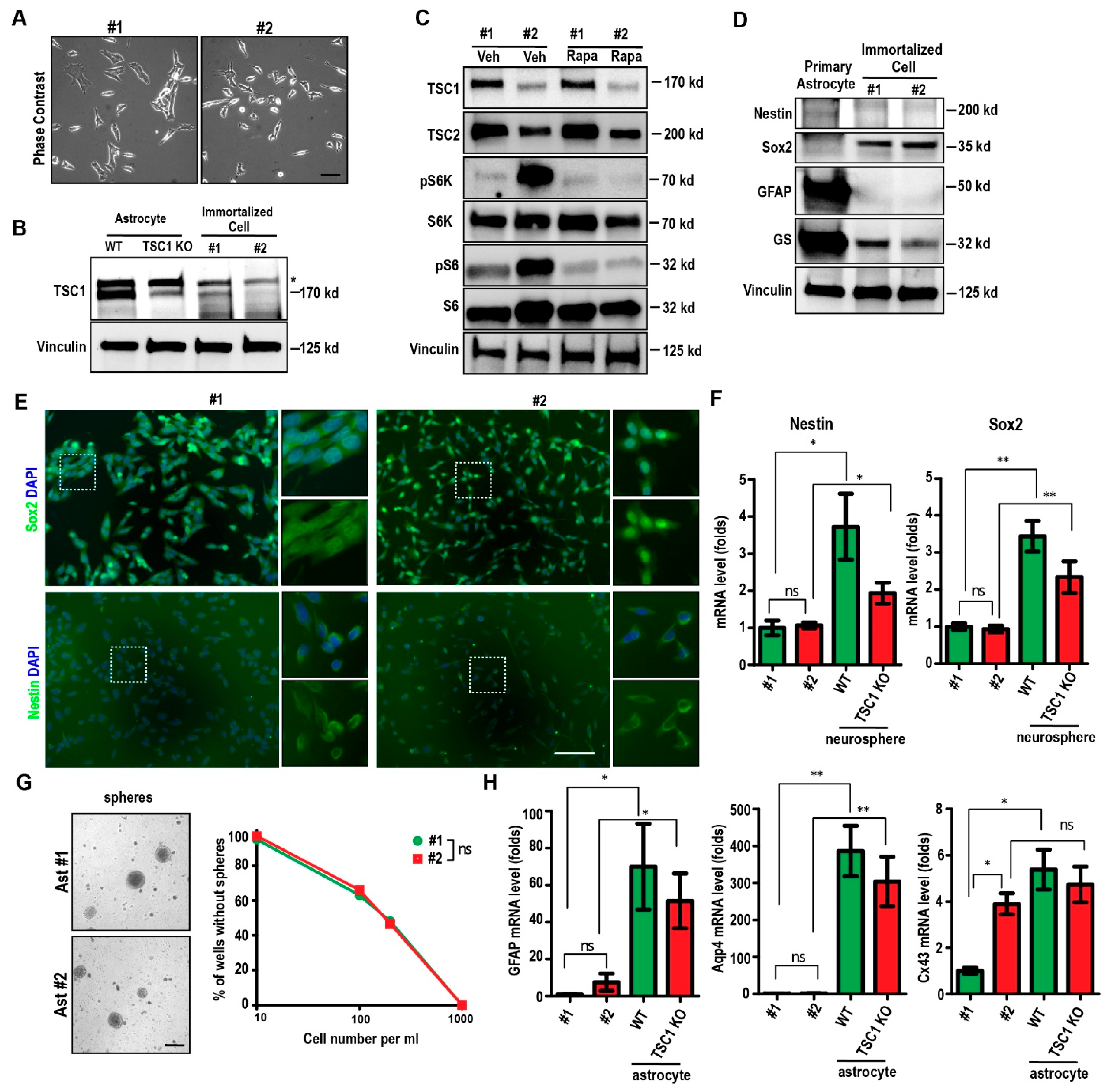 Ijms 22 04116 g001 Ijms 22 04116 g001