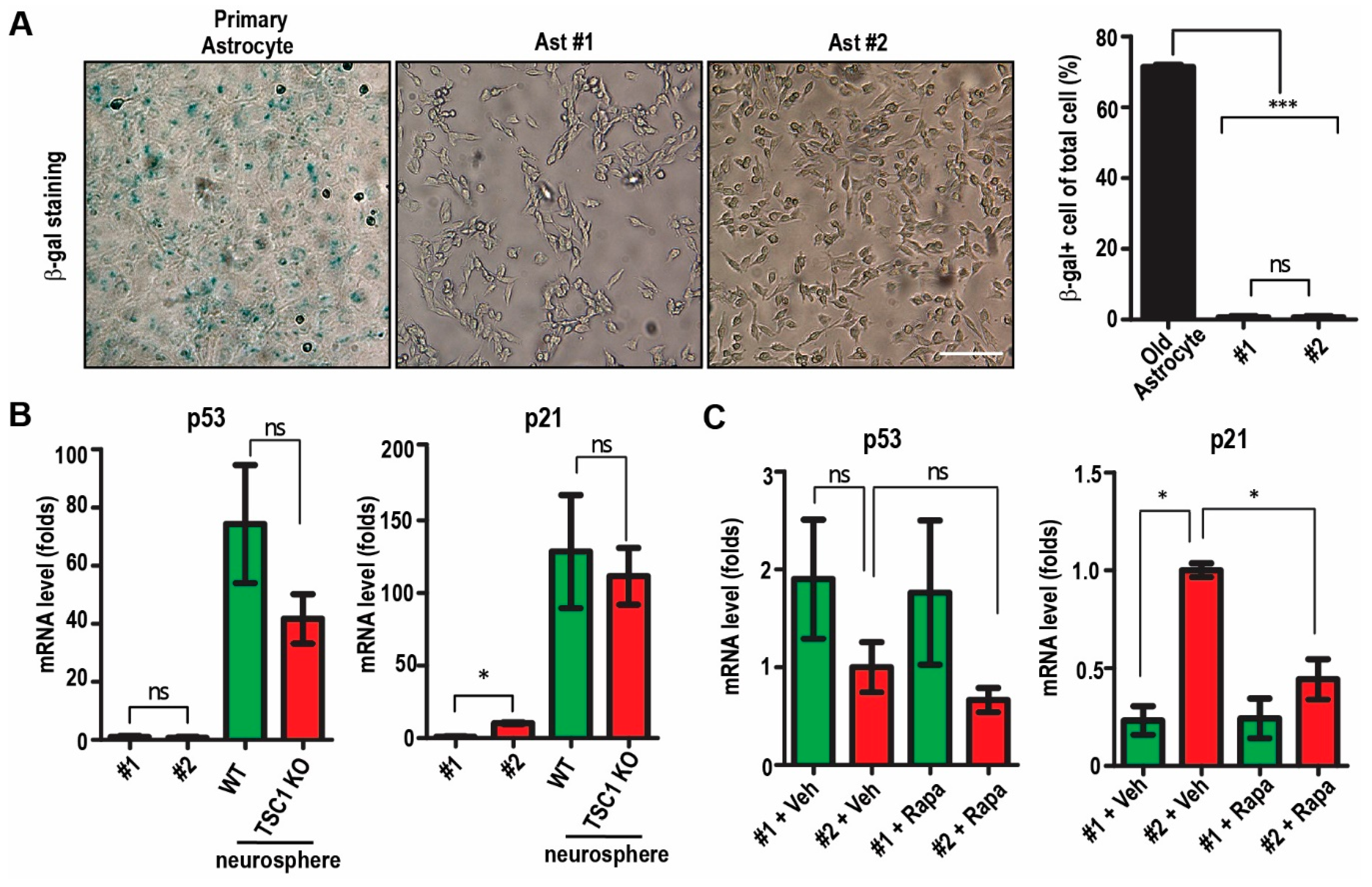 Ijms 22 04116 g003 Ijms 22 04116 g003