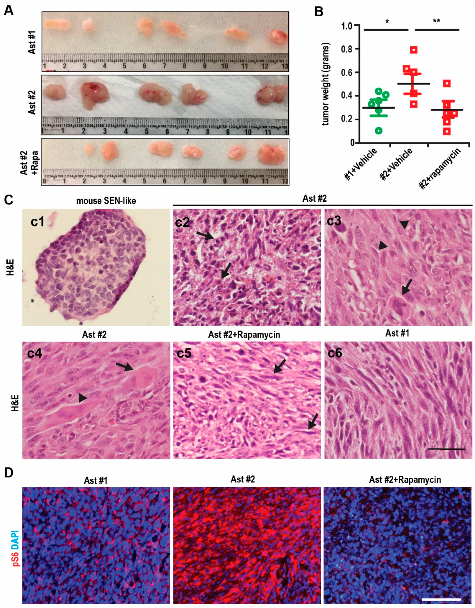 Ijms 22 04116 g004 Ijms 22 04116 g004