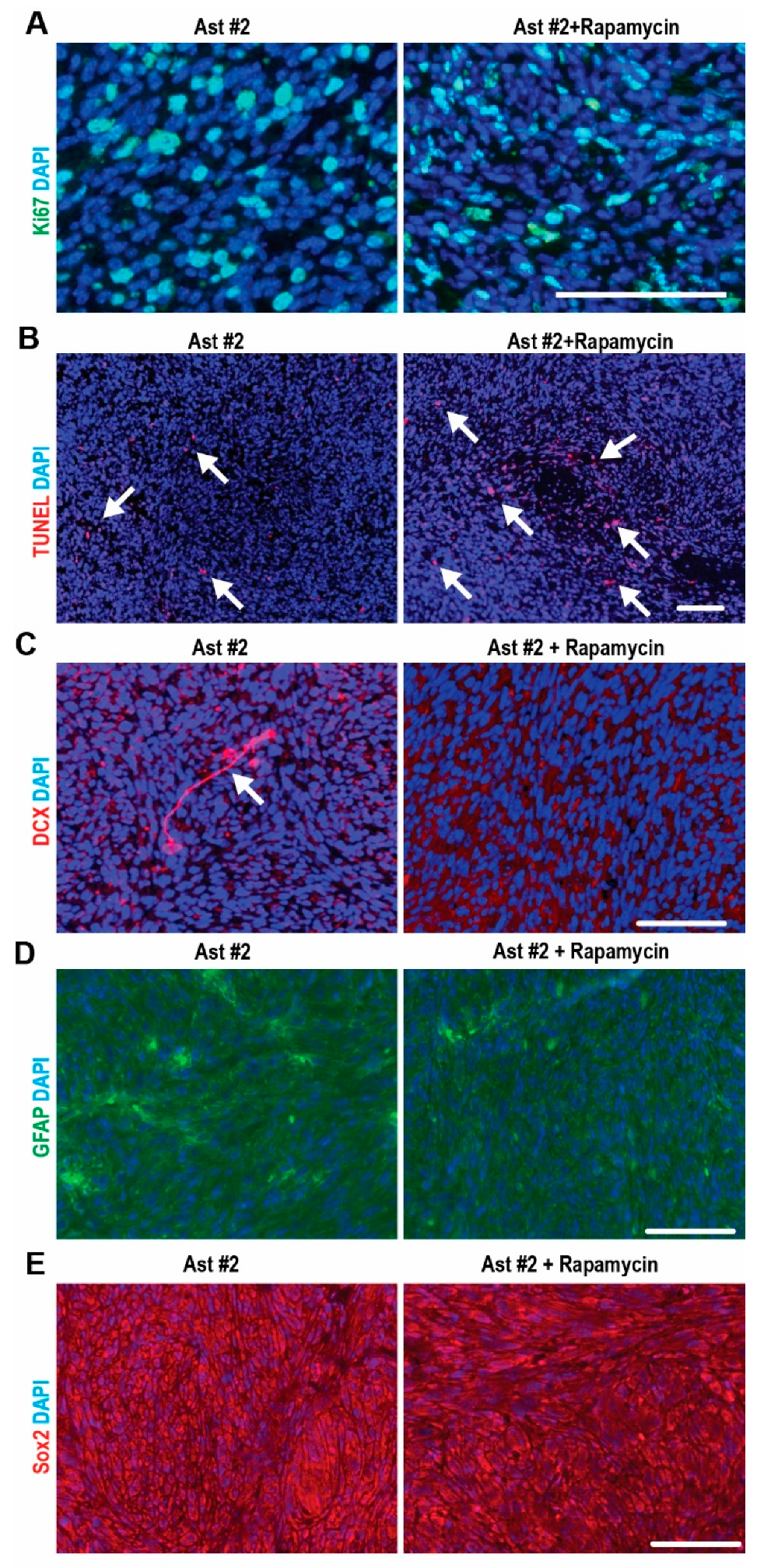 Ijms 22 04116 g005 Ijms 22 04116 g005