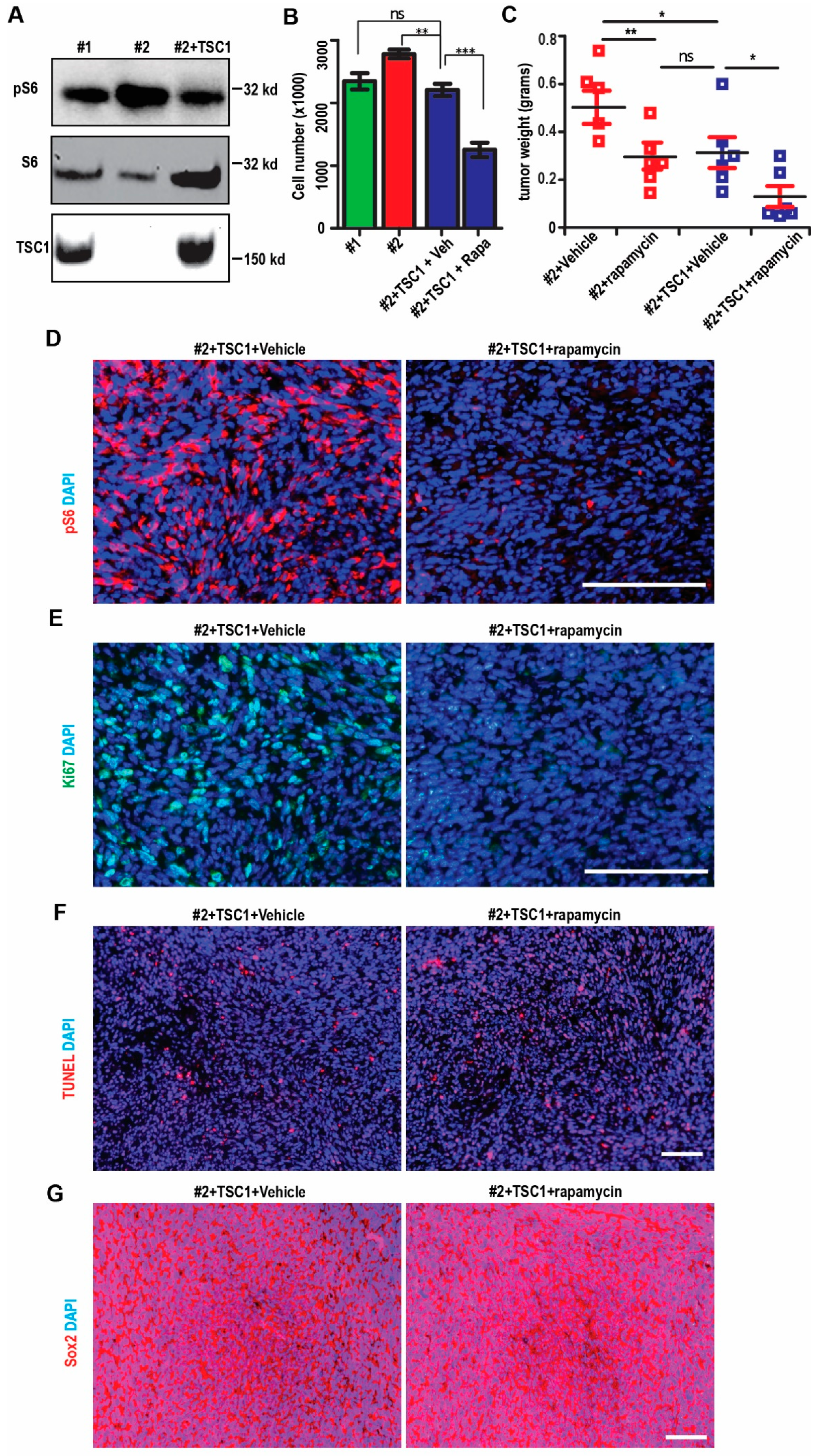 Ijms 22 04116 g006 Ijms 22 04116 g006