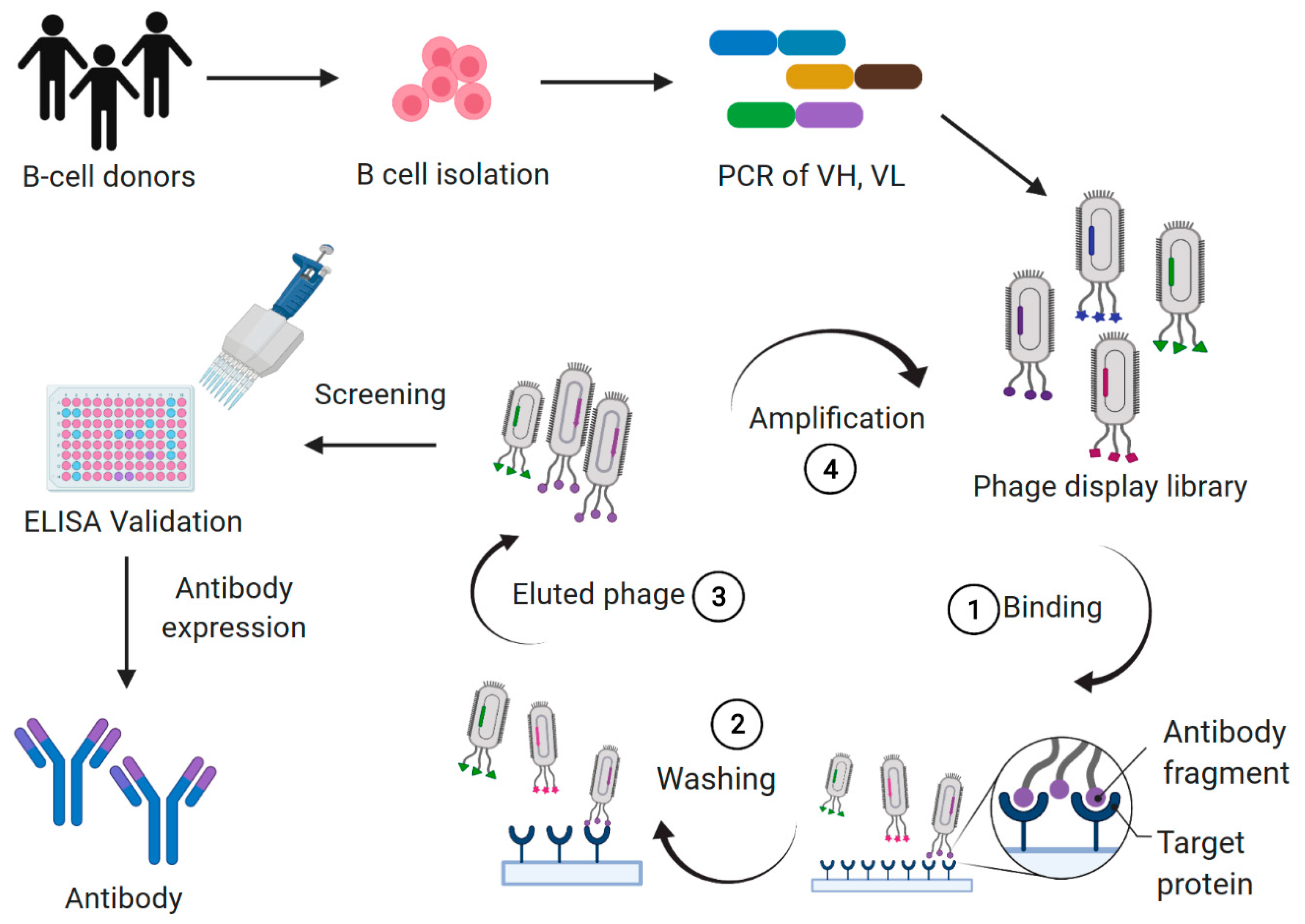IJMS Free FullText Antibody Libraries as Tools to Discover