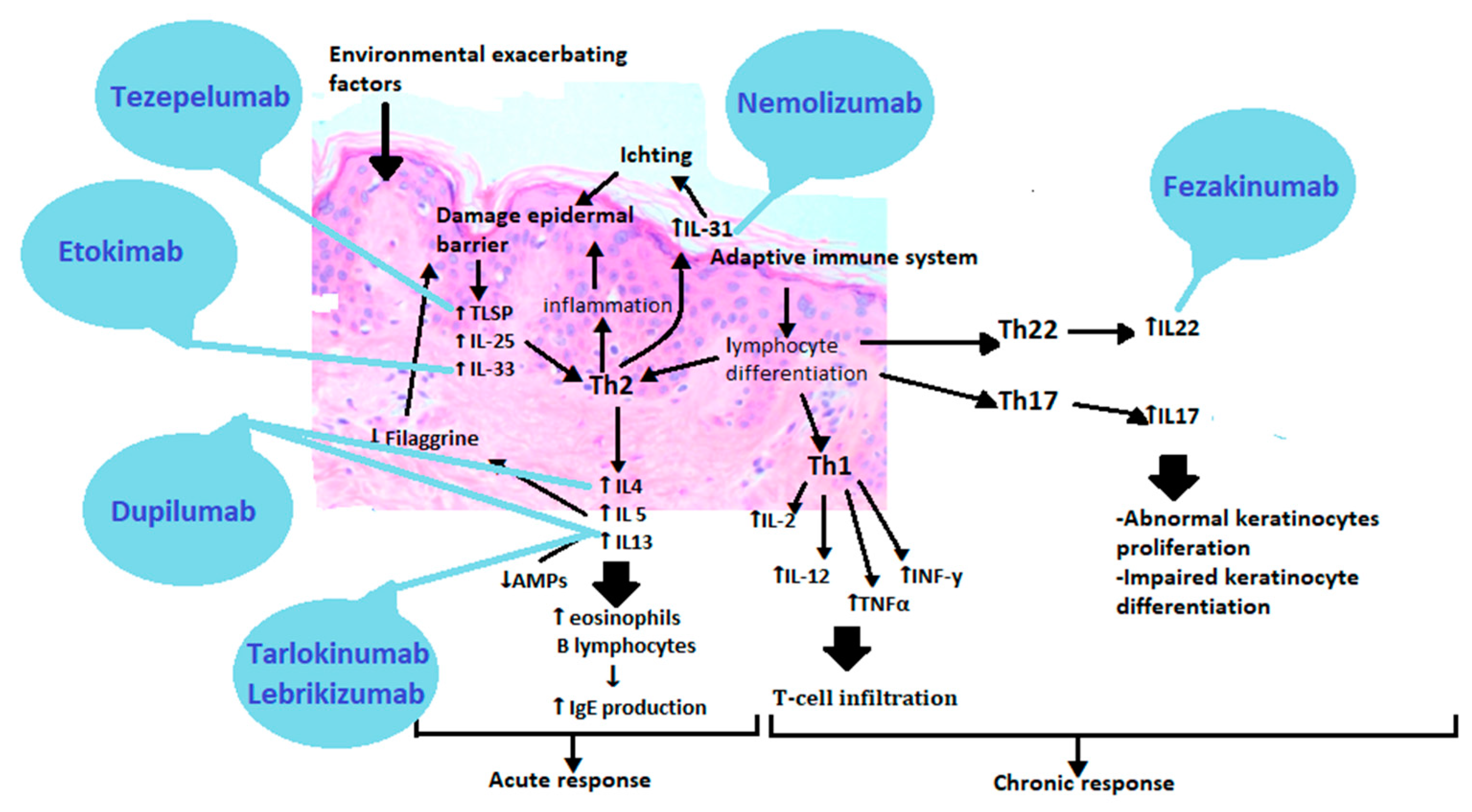 その他 Pathogenesis and Management of Atopic Pathogenesis and management of atopic dermatitis: insights