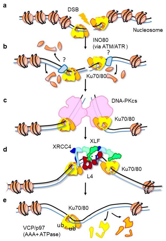 The Multifaceted Roles of Ku70/80
