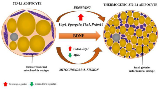 Ijms 22 04137 g004 550