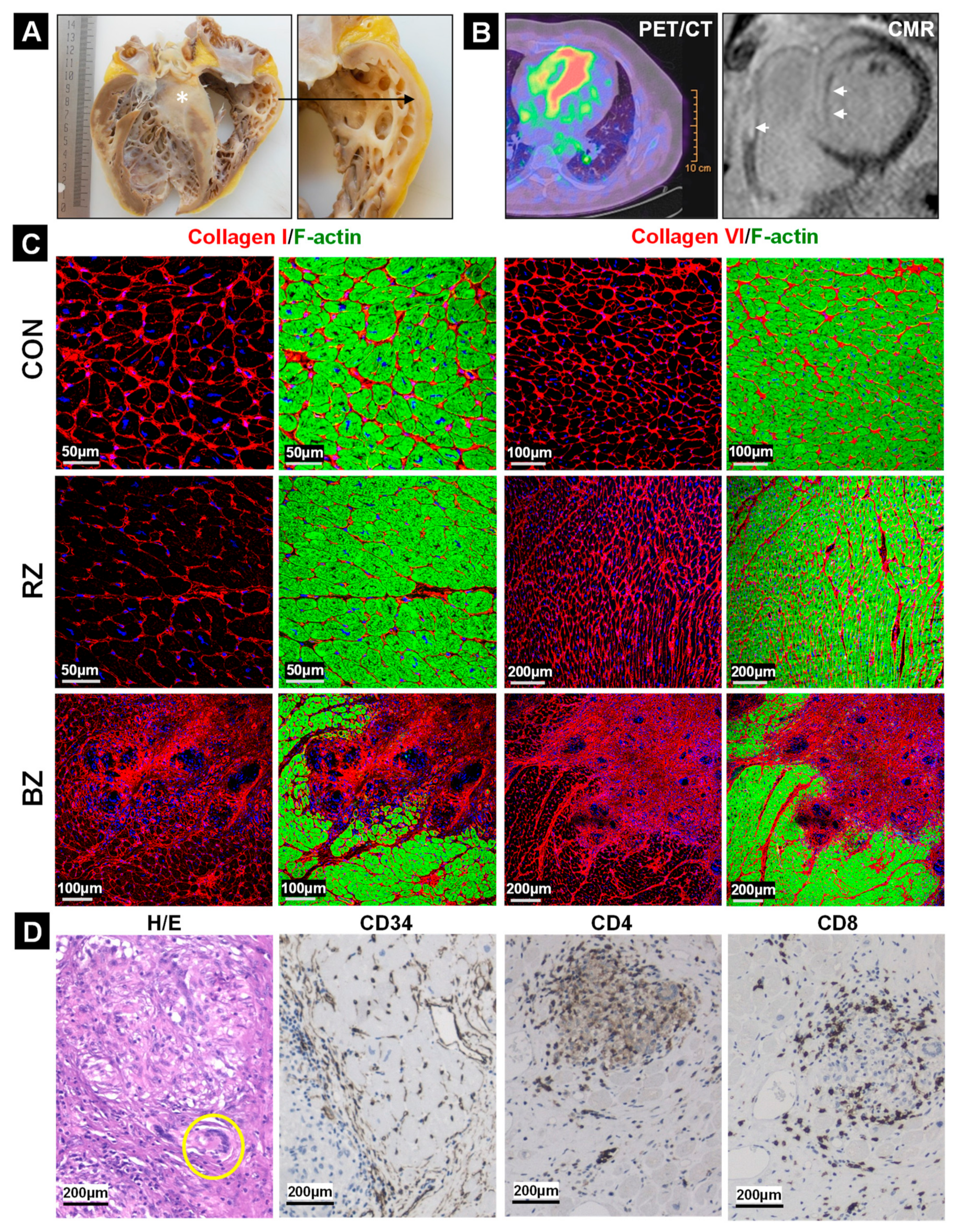 Ijms 22 04148 g001 Ijms 22 04148 g001