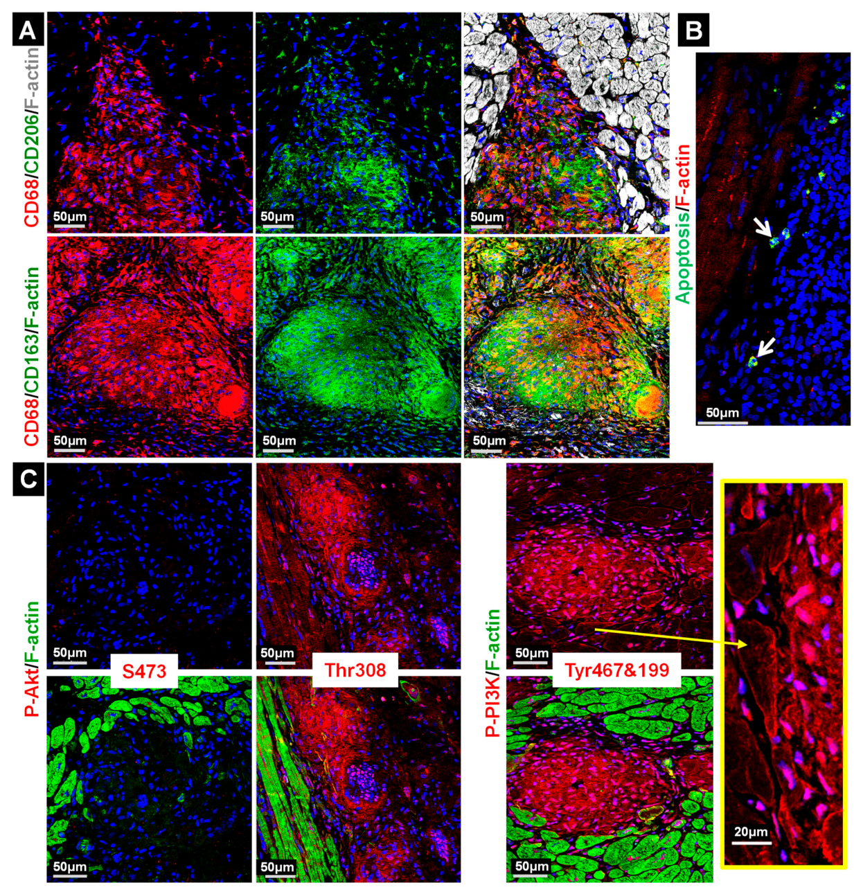 Ijms 22 04148 g002 Ijms 22 04148 g002