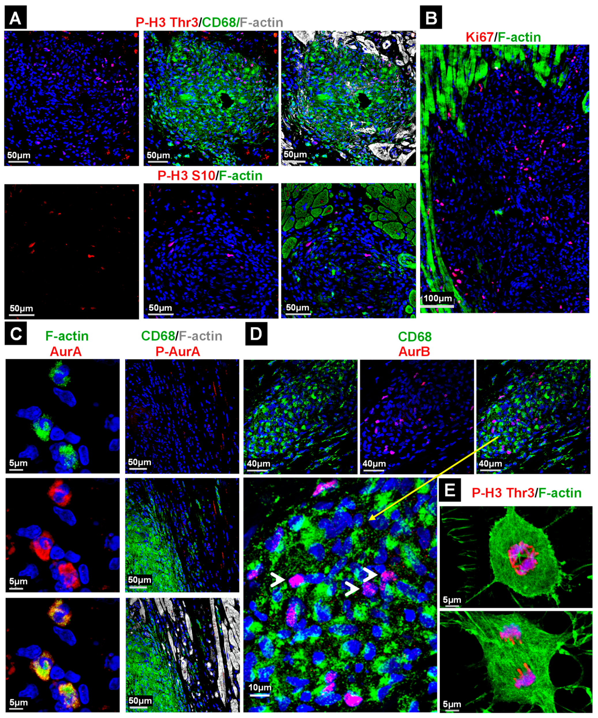Ijms 22 04148 g004 Ijms 22 04148 g004