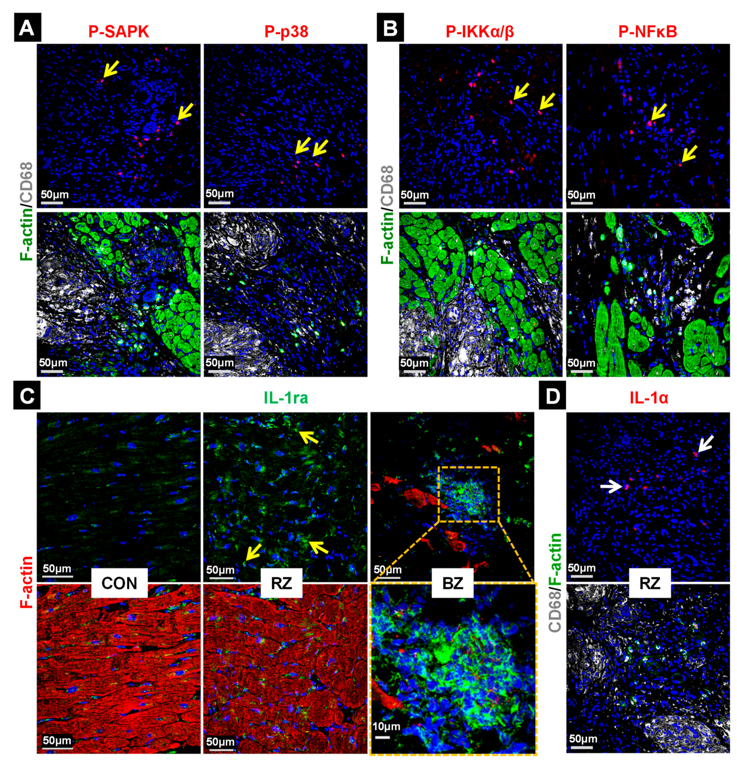 Ijms 22 04148 g005 Ijms 22 04148 g005