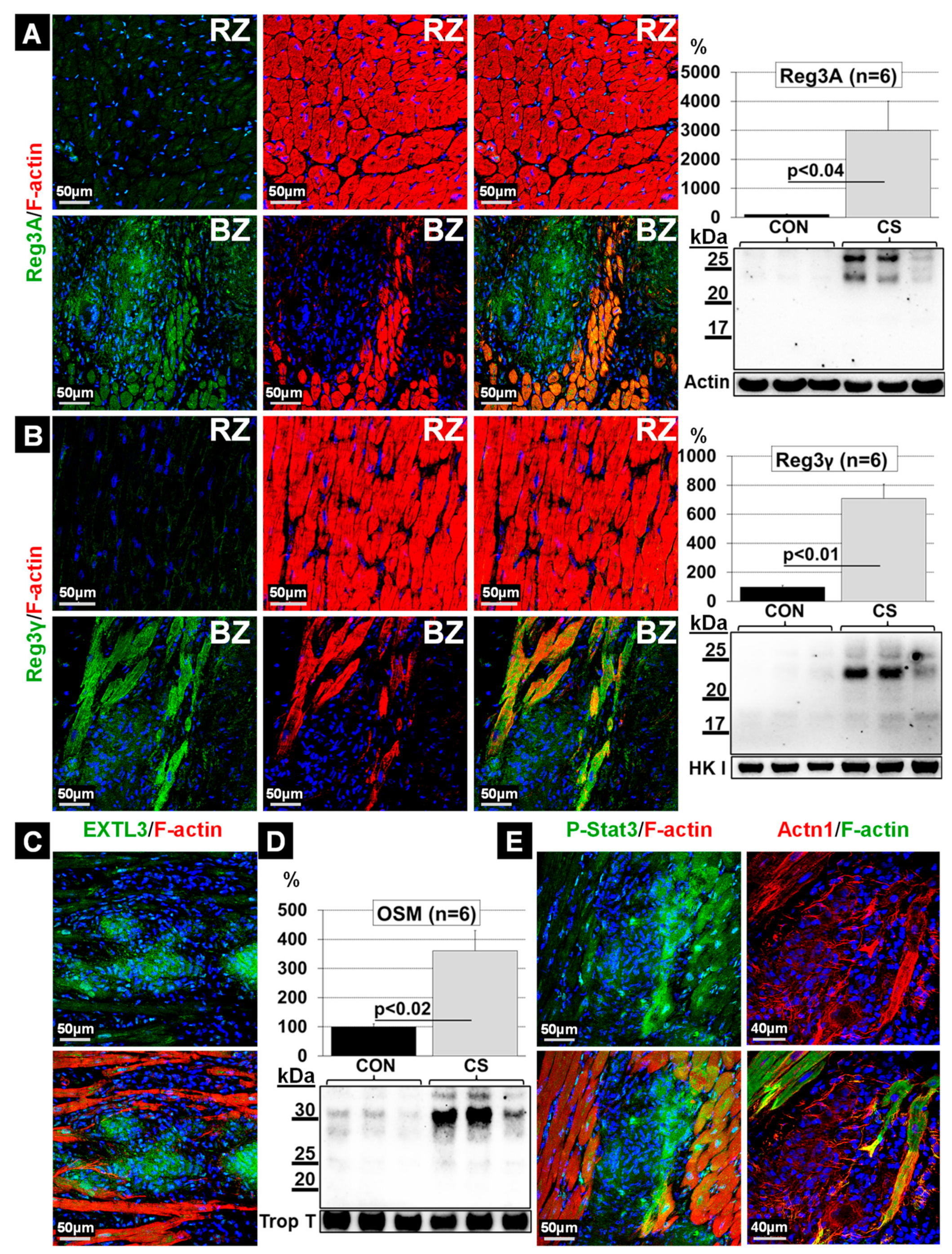 Ijms 22 04148 g006 Ijms 22 04148 g006